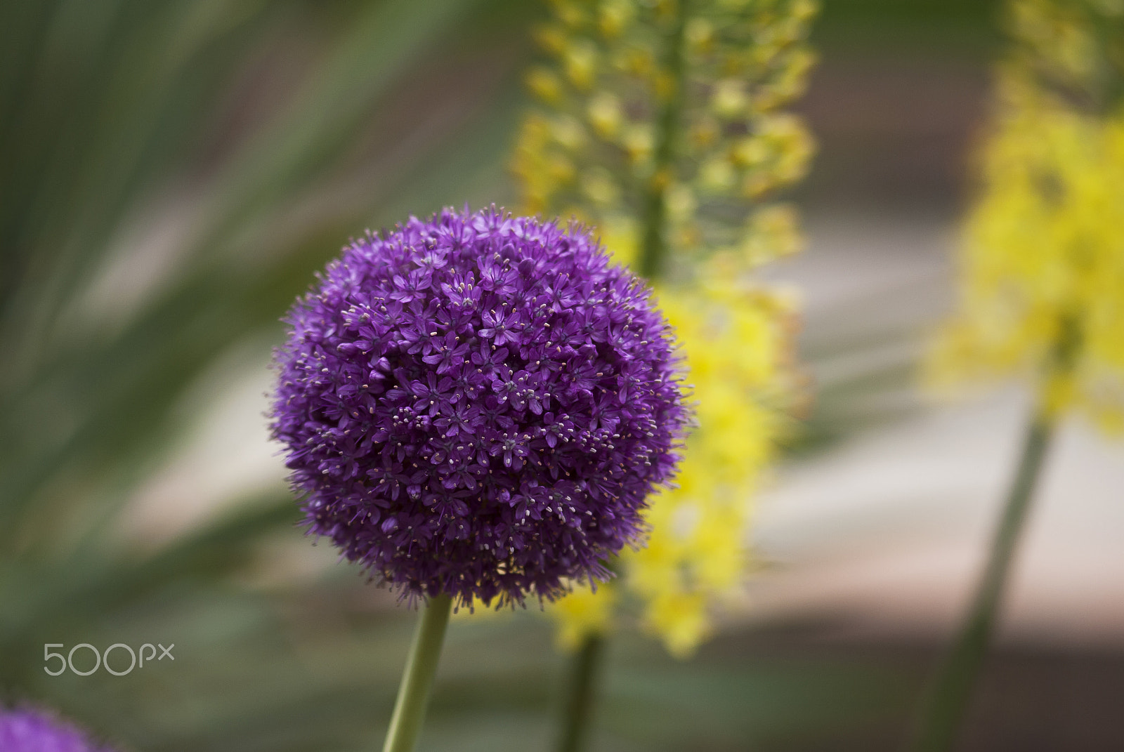 Nikon AF-S Micro-Nikkor 105mm F2.8G IF-ED VR sample photo. Purple allium photography