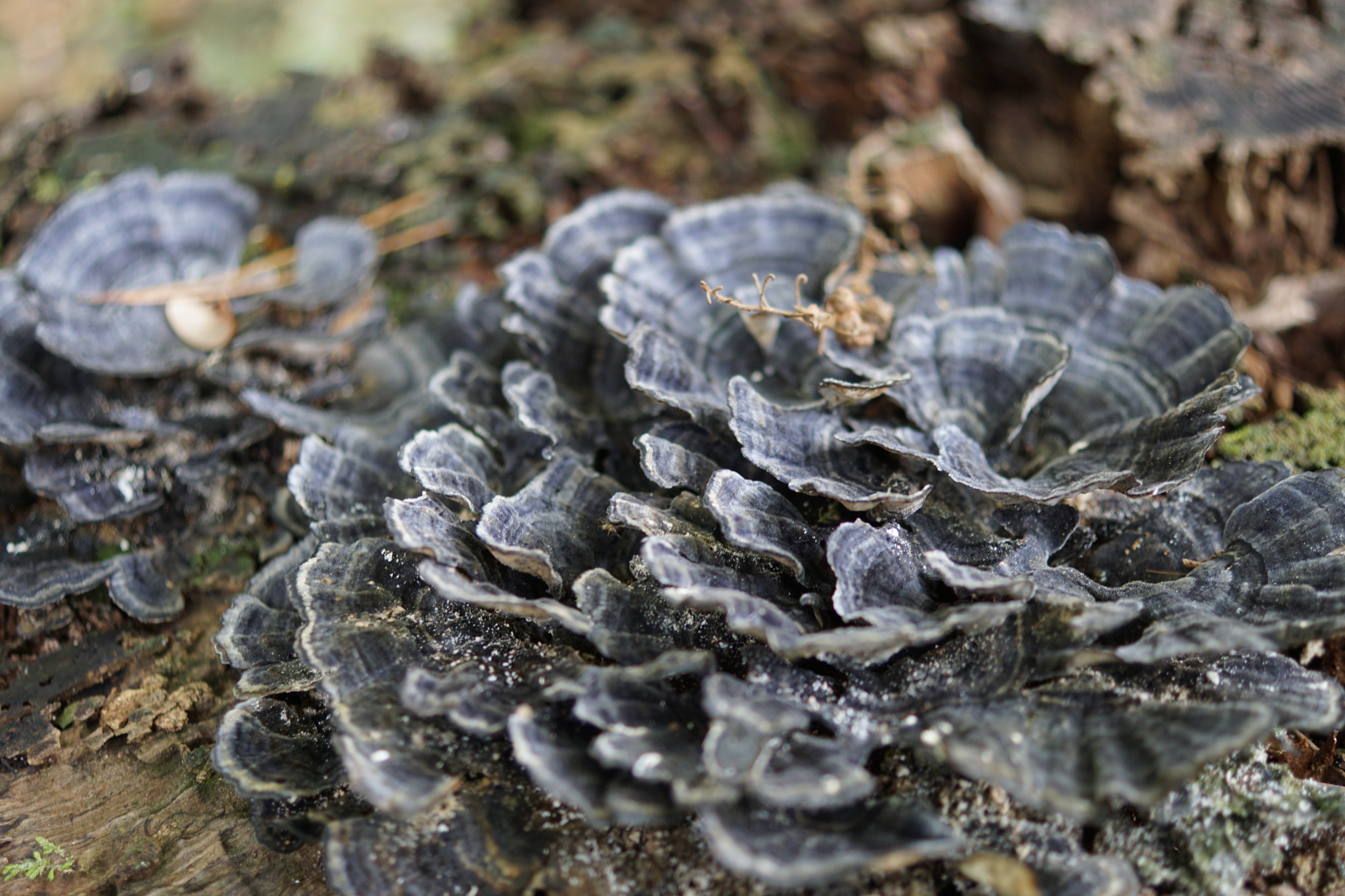Sony DT 30mm F2.8 Macro SAM sample photo. Kawaratake photography