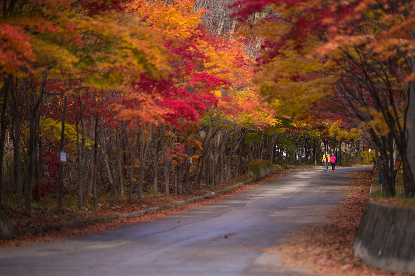 Sony a7 + Sony Sonnar T* 135mm F1.8 ZA sample photo. Autumn colors photography