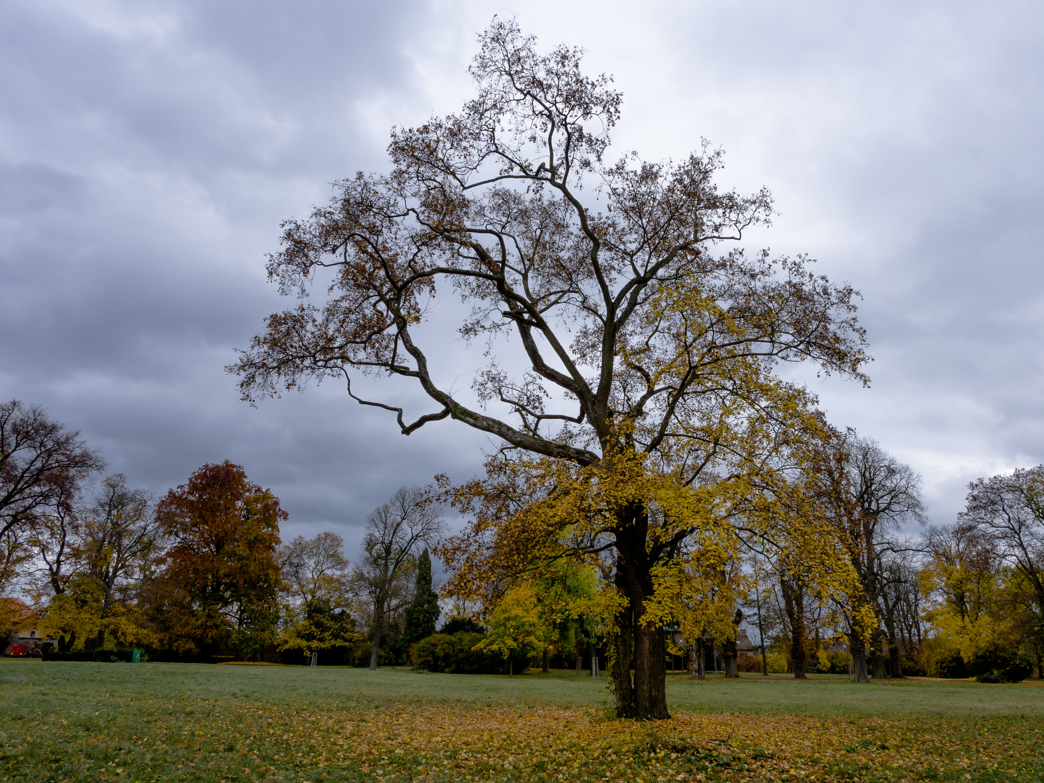 Pentax K-3 sample photo. A tree in the park photography
