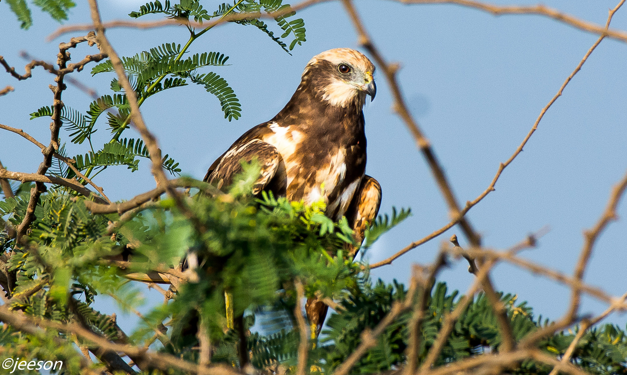 Nikon AF-S Nikkor 200-500mm F5.6E ED VR sample photo. Dsc photography