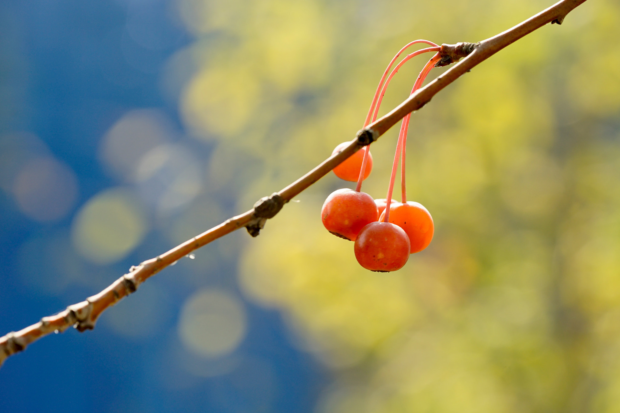 Sony a7 II + Sony FE 90mm F2.8 Macro G OSS sample photo. 秋果堪比春花艳 photography