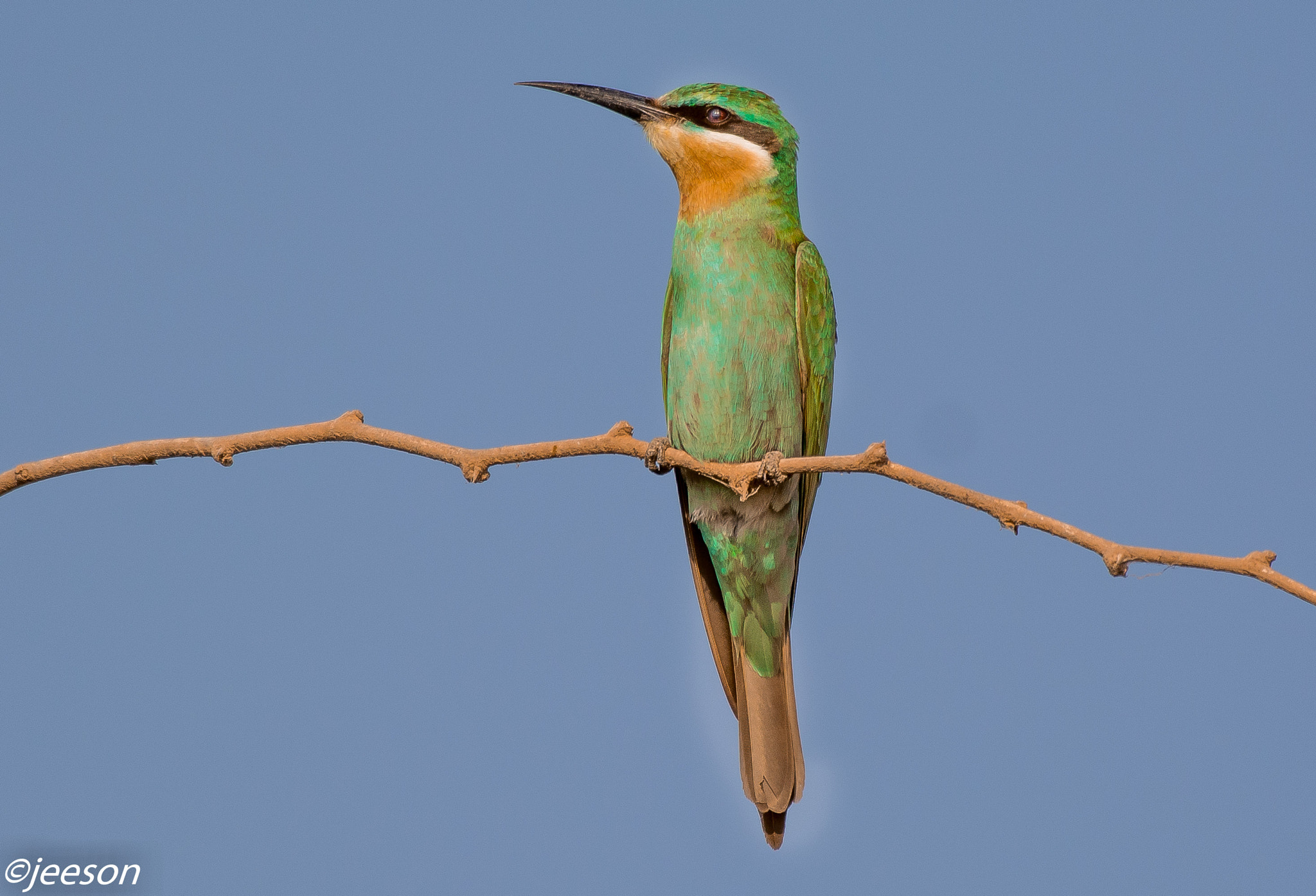 Nikon AF-S Nikkor 200-500mm F5.6E ED VR sample photo. Dsc photography