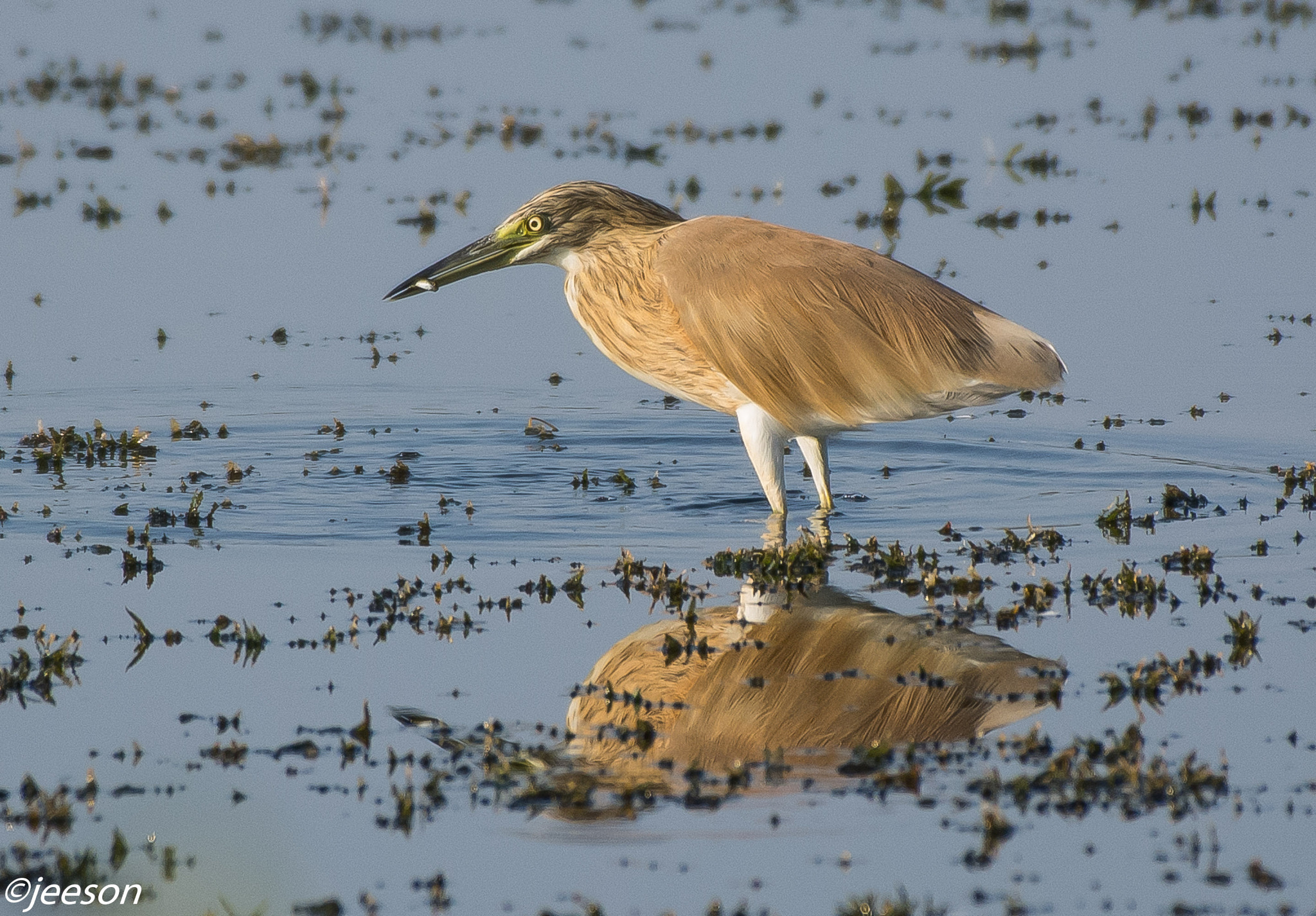 Nikon AF-S Nikkor 200-500mm F5.6E ED VR sample photo. Dsc photography
