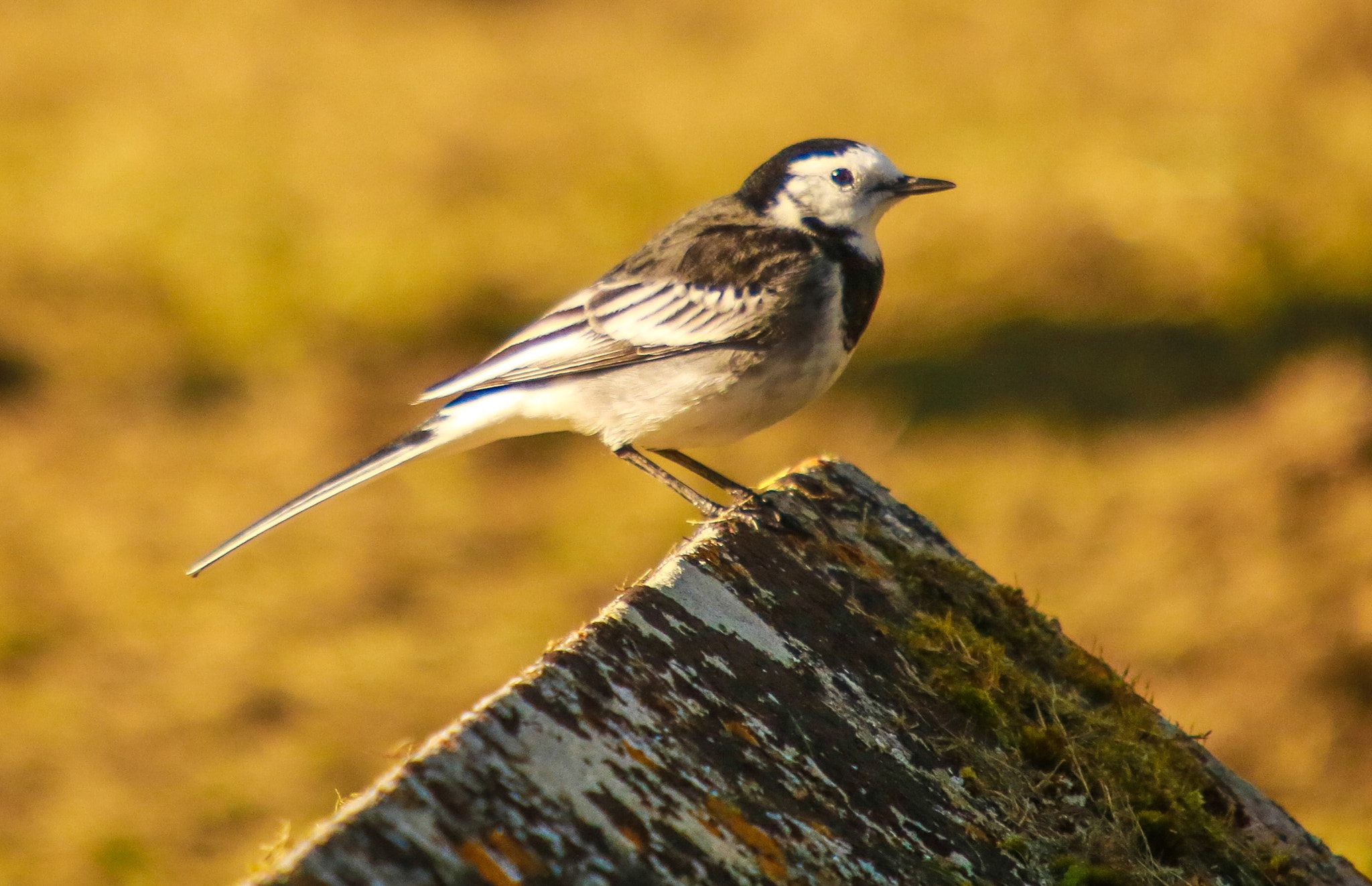 Canon EOS 760D (EOS Rebel T6s / EOS 8000D) + Sigma 50-500mm f/4-6.3 APO HSM EX sample photo. Autumn wagtail photography