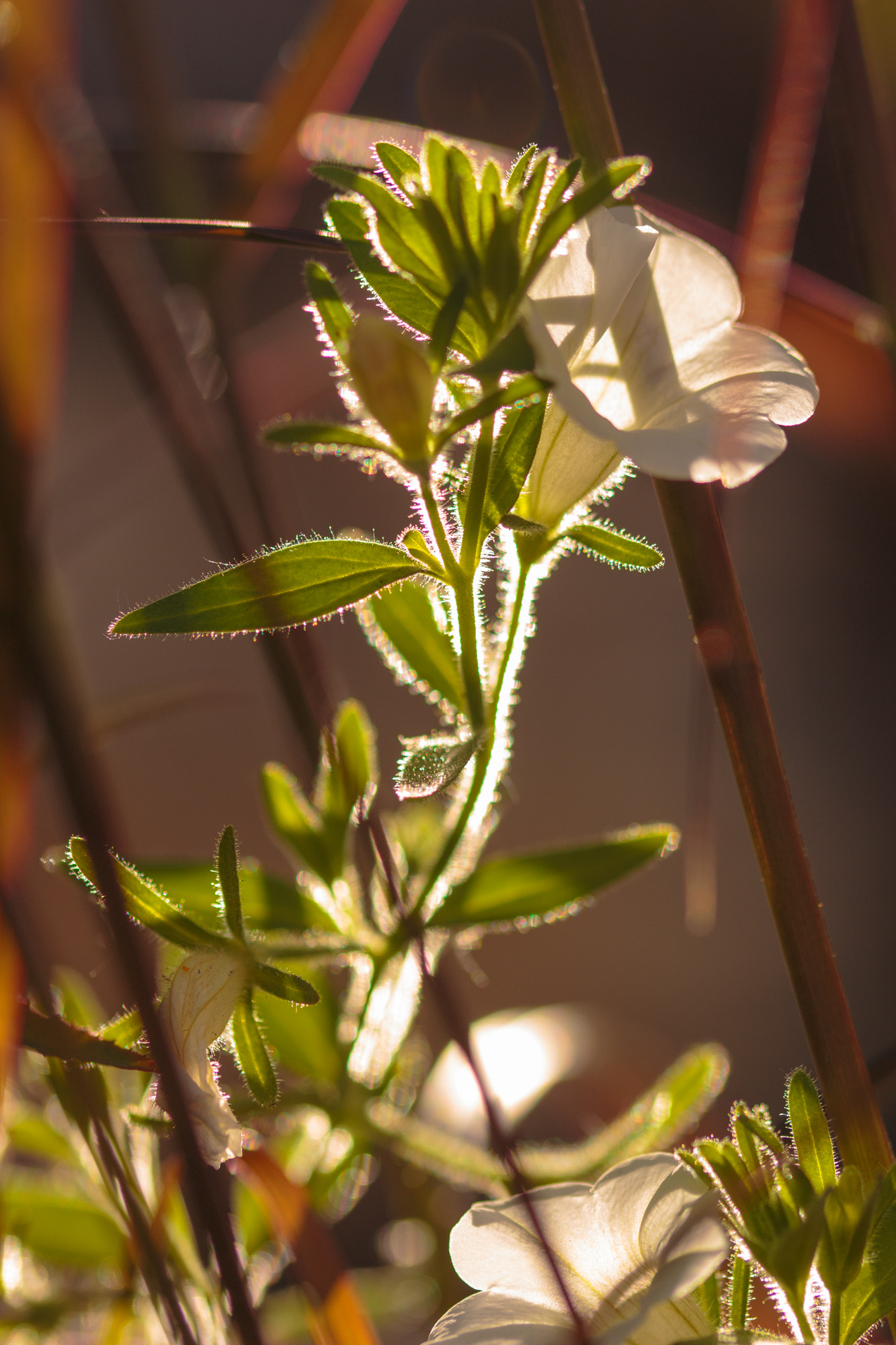 Canon EOS 700D (EOS Rebel T5i / EOS Kiss X7i) + Sigma 105mm F2.8 EX DG OS HSM sample photo. Nature photography