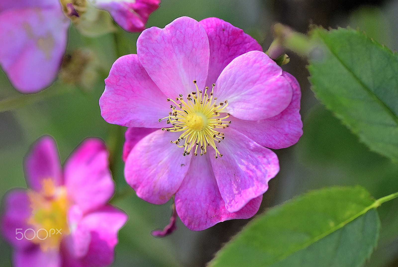 Nikon D200 sample photo. Wild species of rose photography