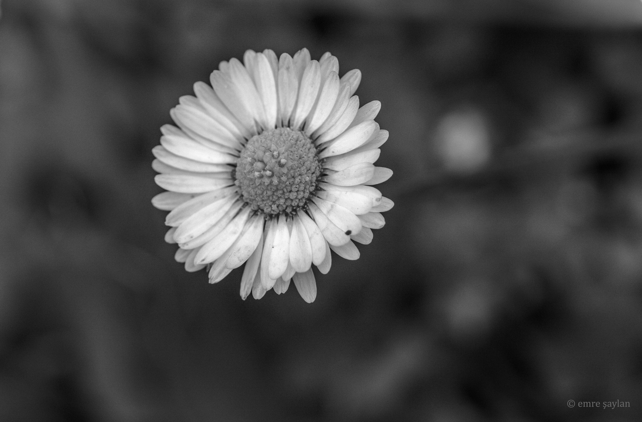 Canon EF 100mm F2.8 Macro USM sample photo. Macro photography