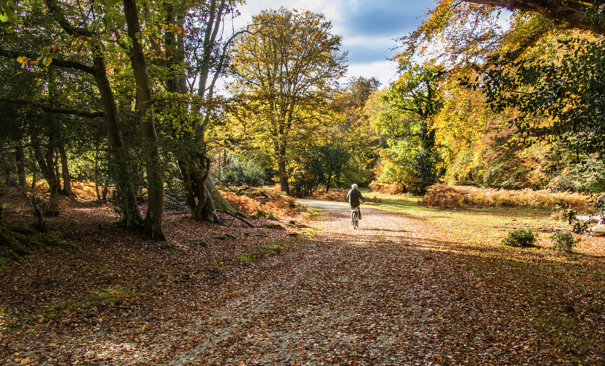Canon EOS 750D (EOS Rebel T6i / EOS Kiss X8i) sample photo. Cycling in the autumn forest photography