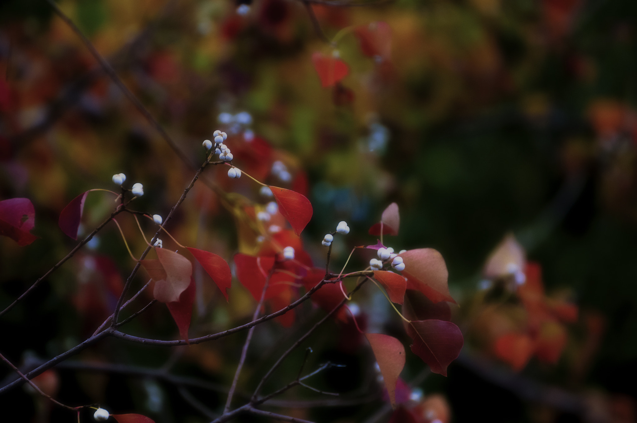 Nikon D300 sample photo. Autumn photography