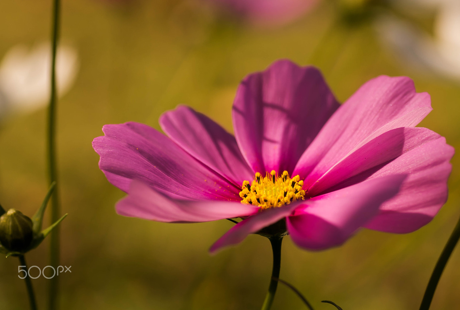 Sony a7 II + Sigma 70mm F2.8 EX DG Macro sample photo. The best pink. photography