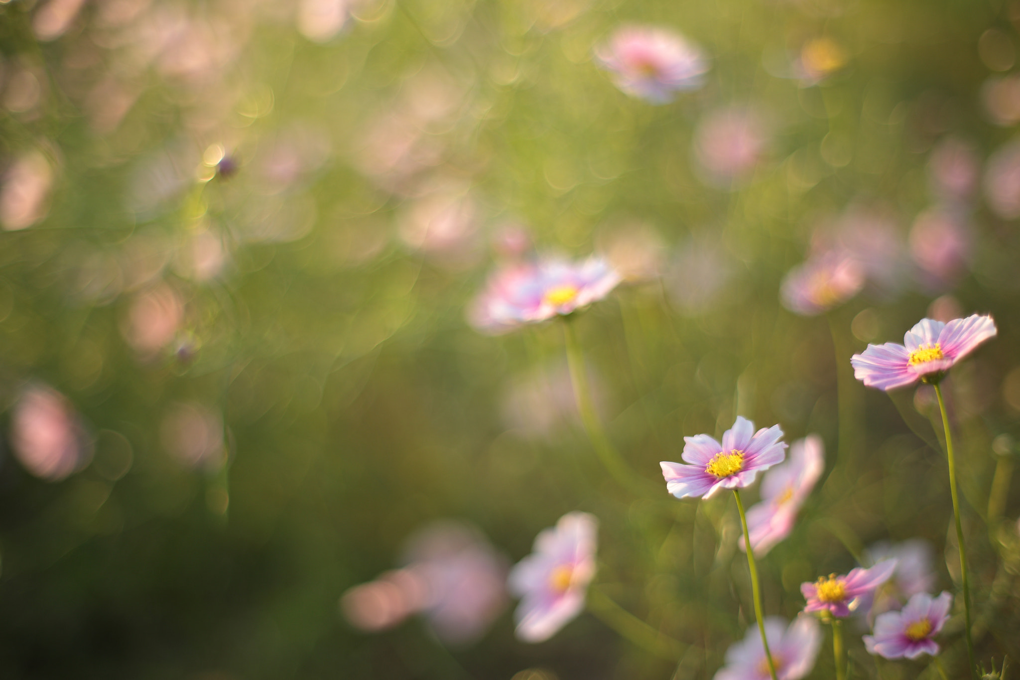 ZEISS Planar T* 50mm F1.4 sample photo. Cosmos garden photography