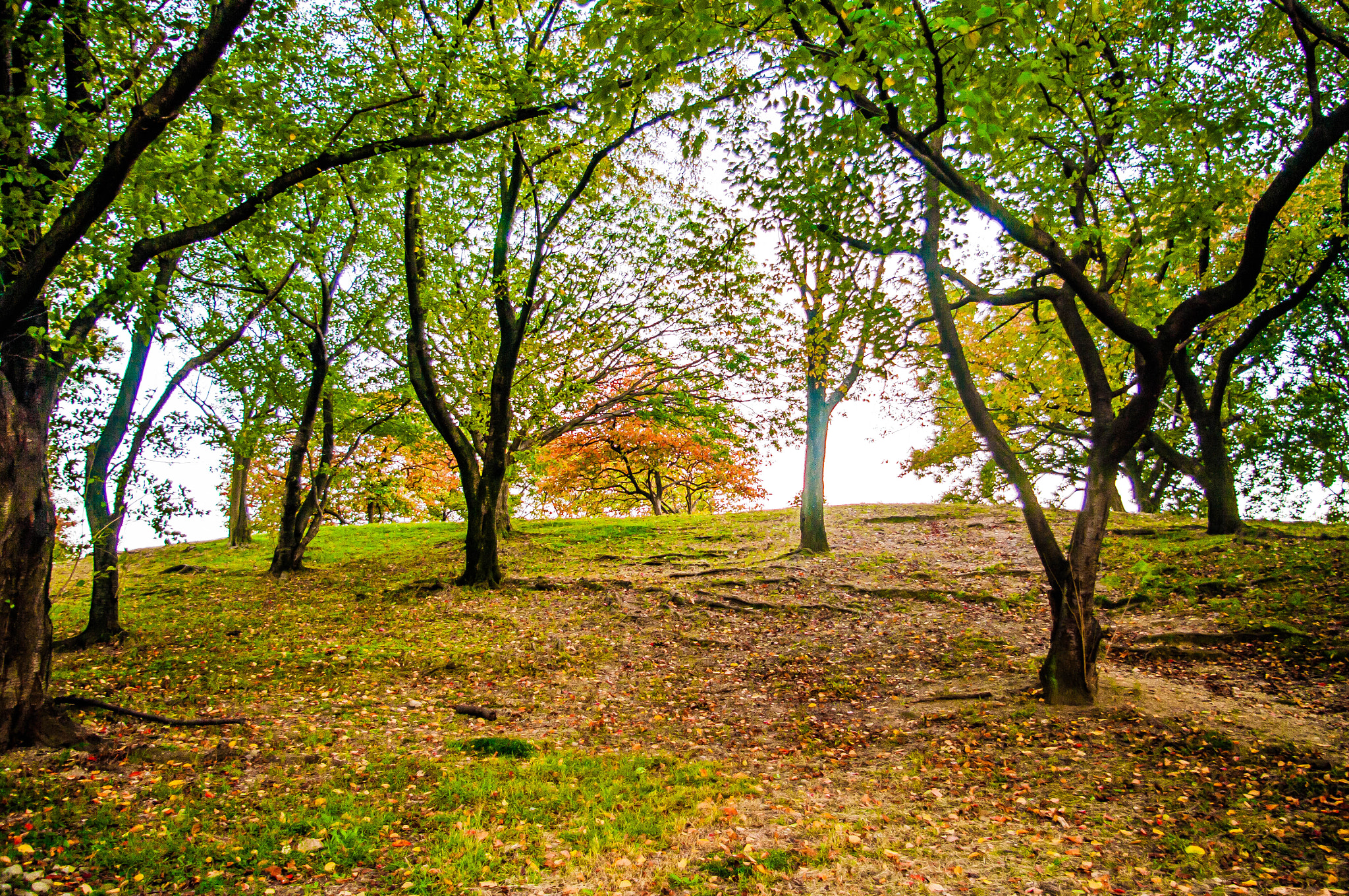 Pentax K20D sample photo. Forest light photography