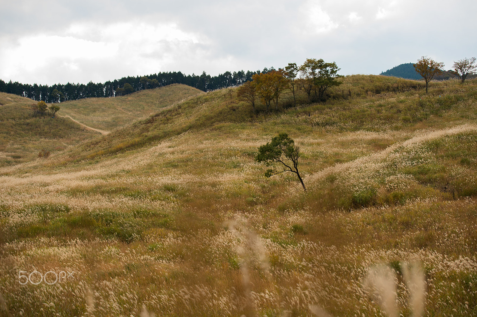 Nikon Df sample photo. Plateau of autumn photography