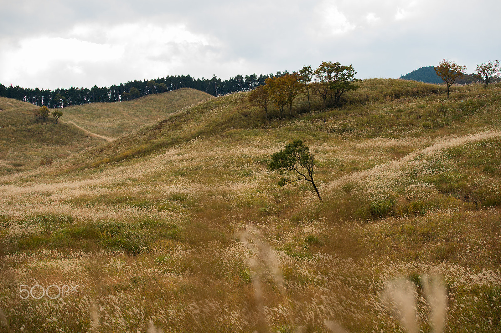 Tamron SP 70-200mm F2.8 Di VC USD sample photo. Plateau of autumn photography