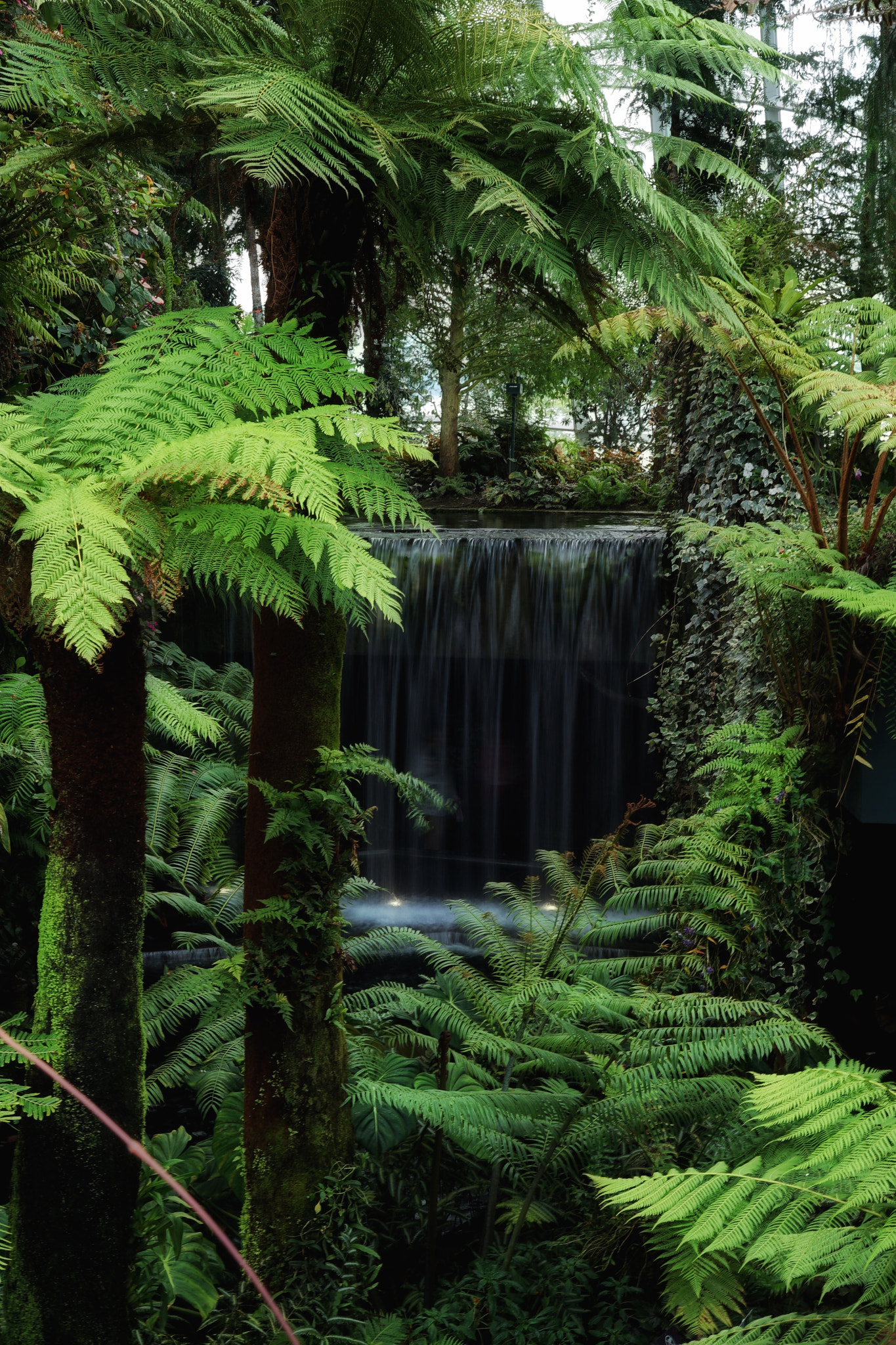 Sony a7 II + Sony Vario Tessar T* FE 24-70mm F4 ZA OSS sample photo. Rainforest photography