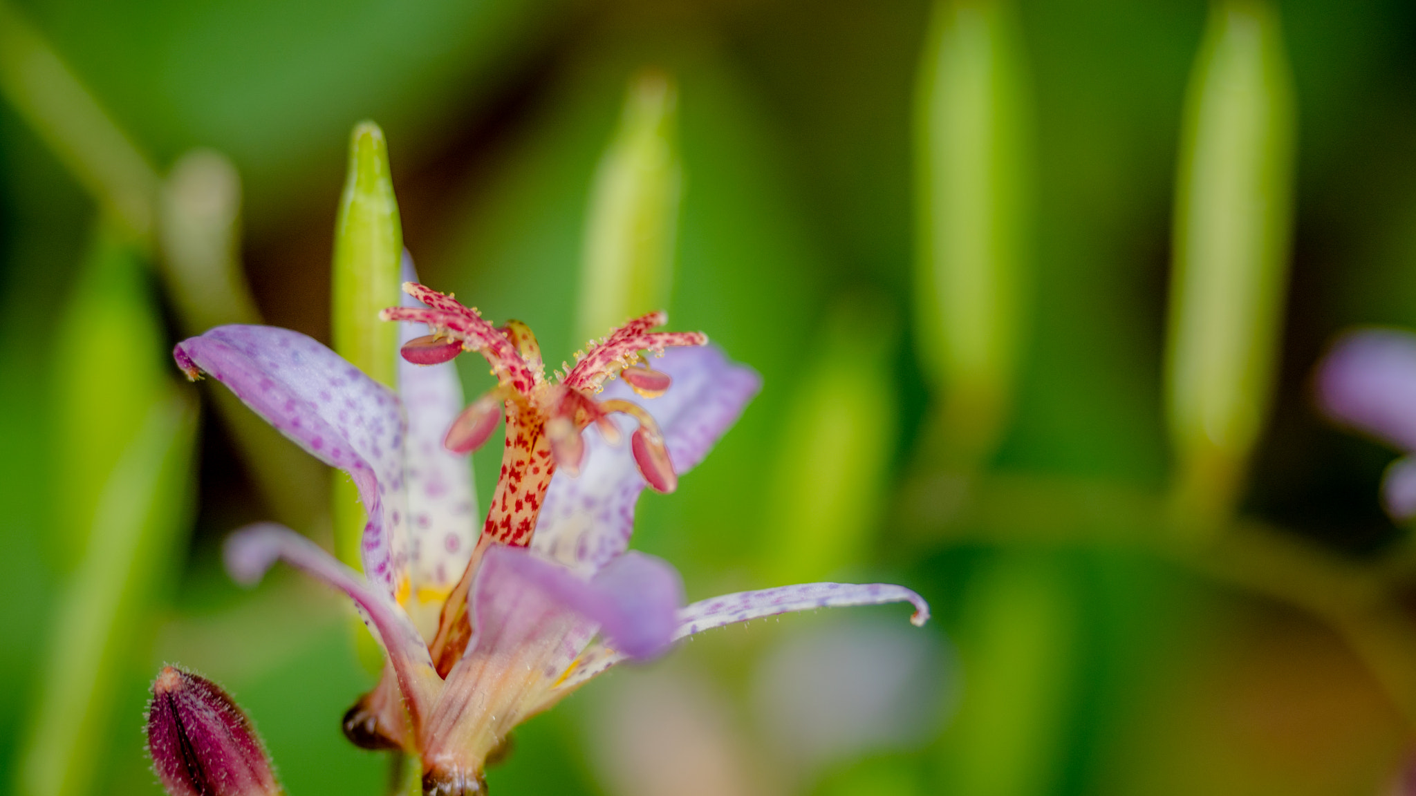 Panasonic Lumix DMC-GH4 + Olympus M.Zuiko Digital ED 12-40mm F2.8 Pro sample photo. Tricyrtis photography