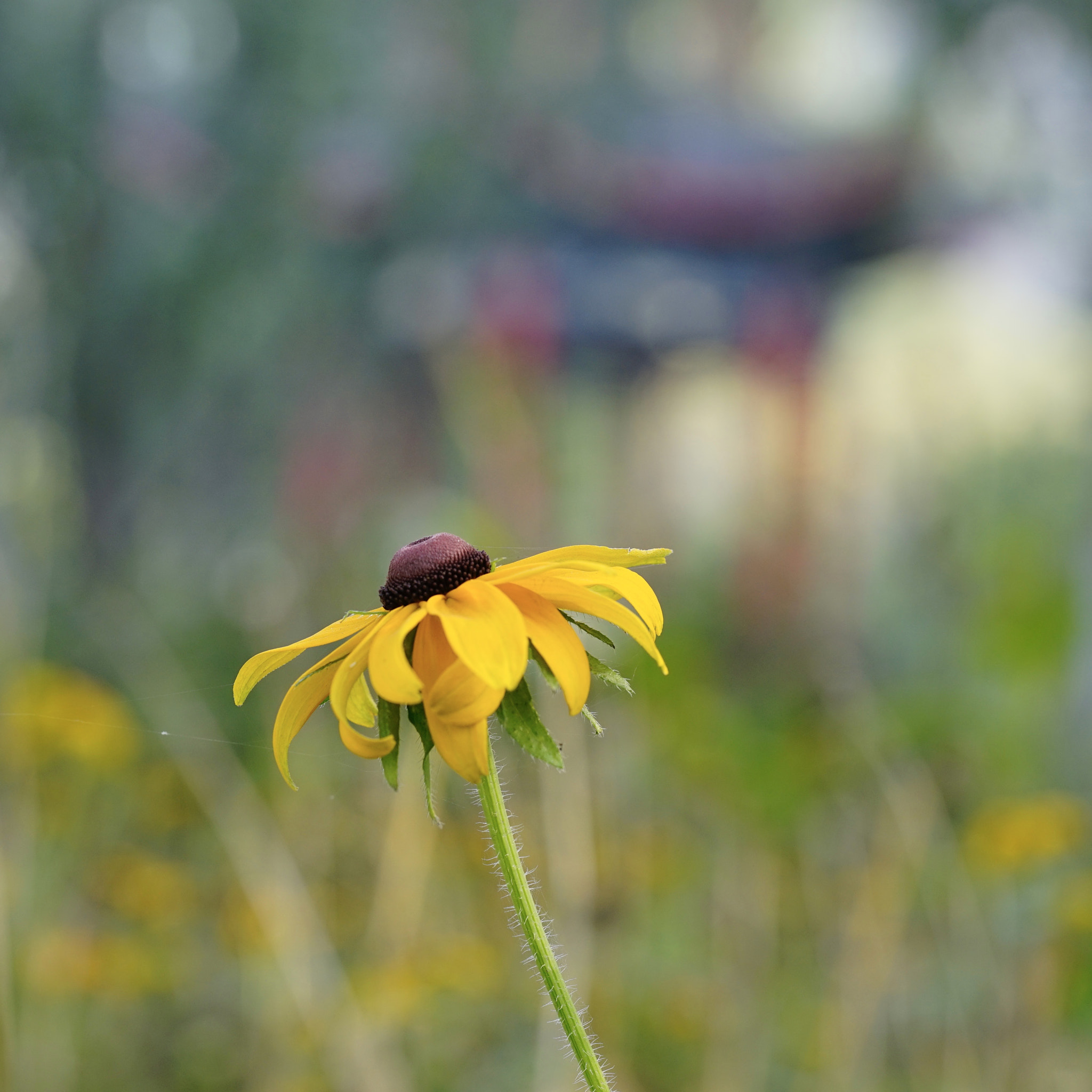 Sony a7 II + Sony FE 90mm F2.8 Macro G OSS sample photo. 孑然奏秋歌 photography