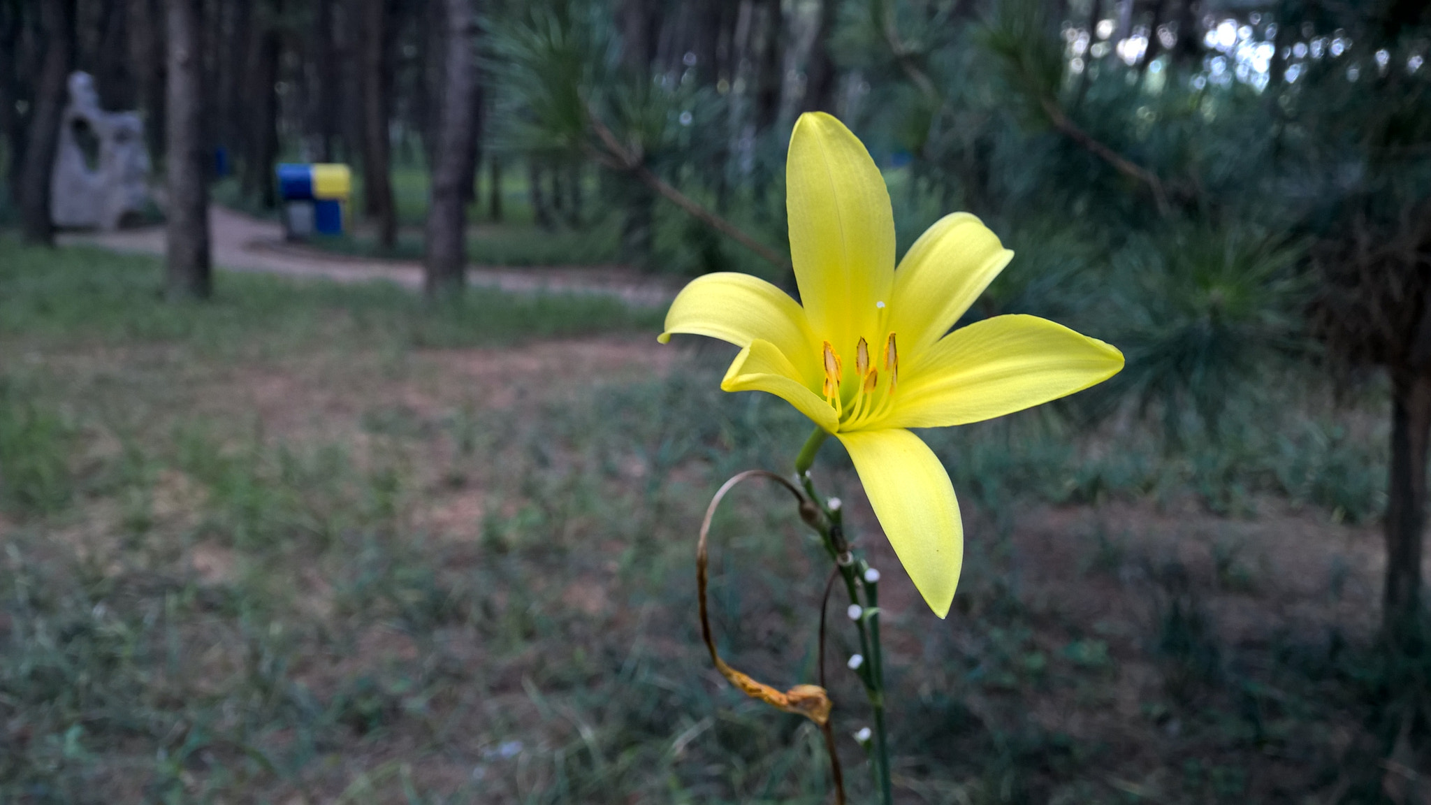 Nokia Lumia 1520 sample photo. 林中花 photography