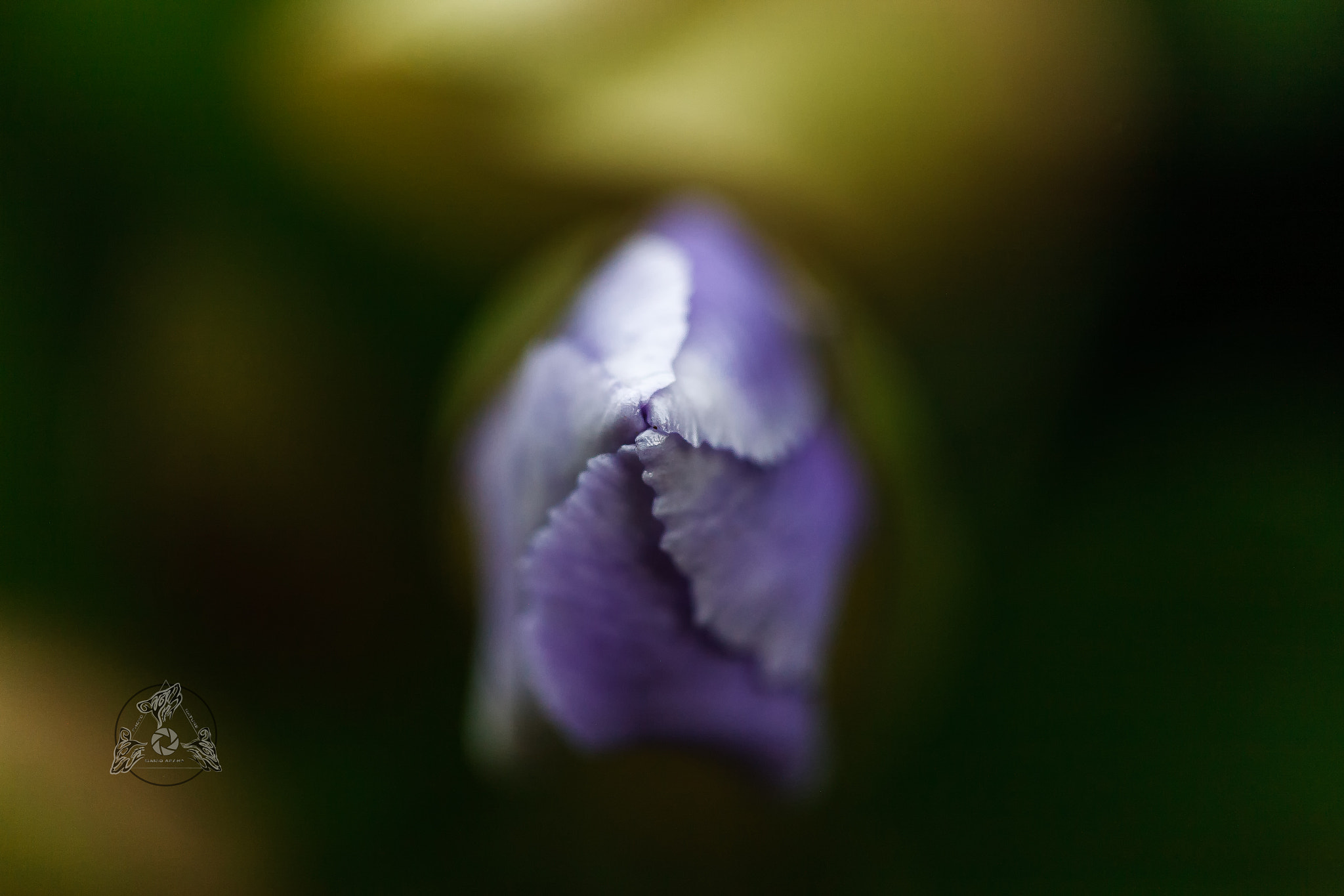 Canon EF 100mm F2.8 Macro USM sample photo. Macro abstracto photography