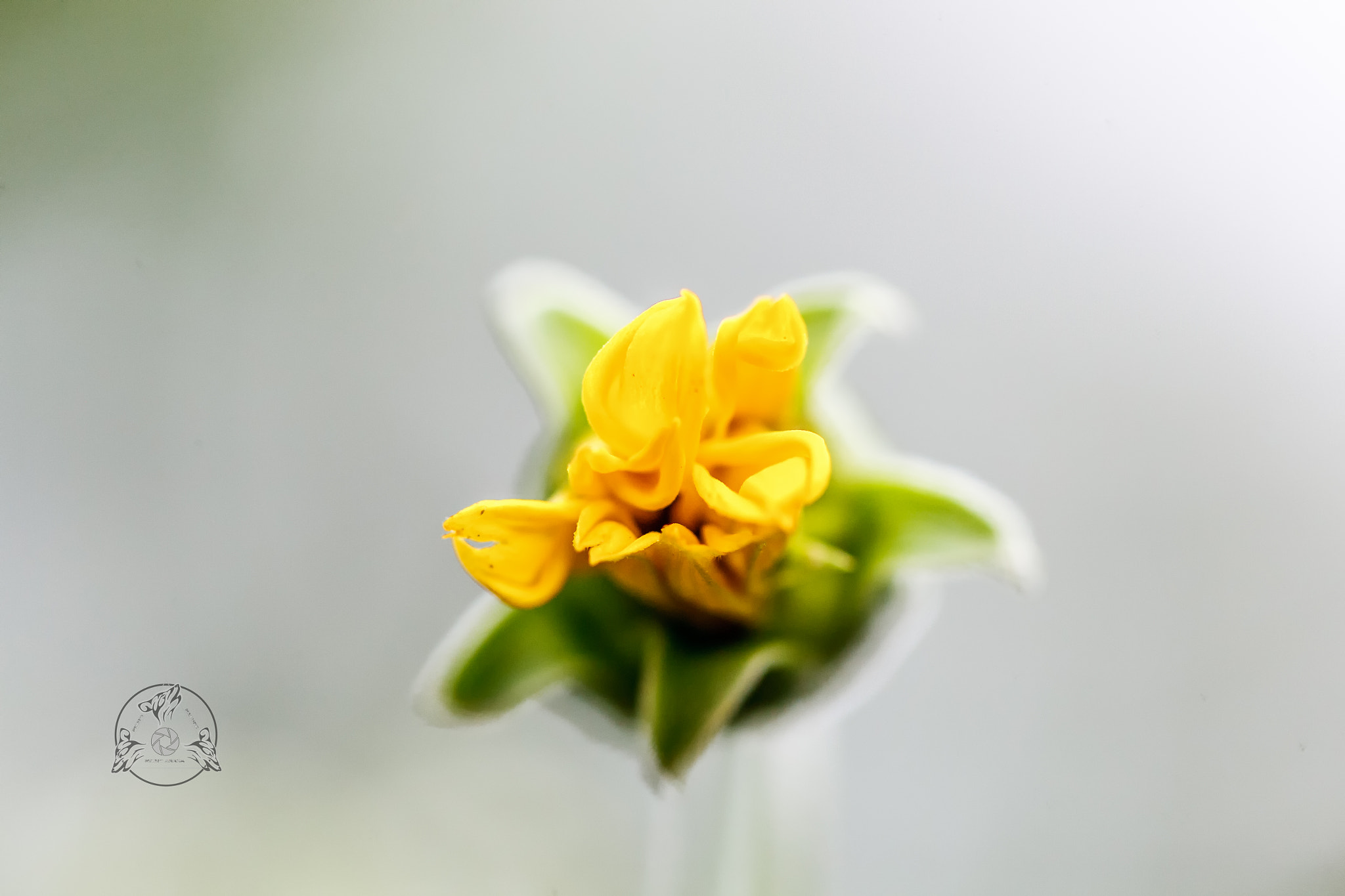 Canon EF 100mm F2.8 Macro USM sample photo. Macro abstracto photography