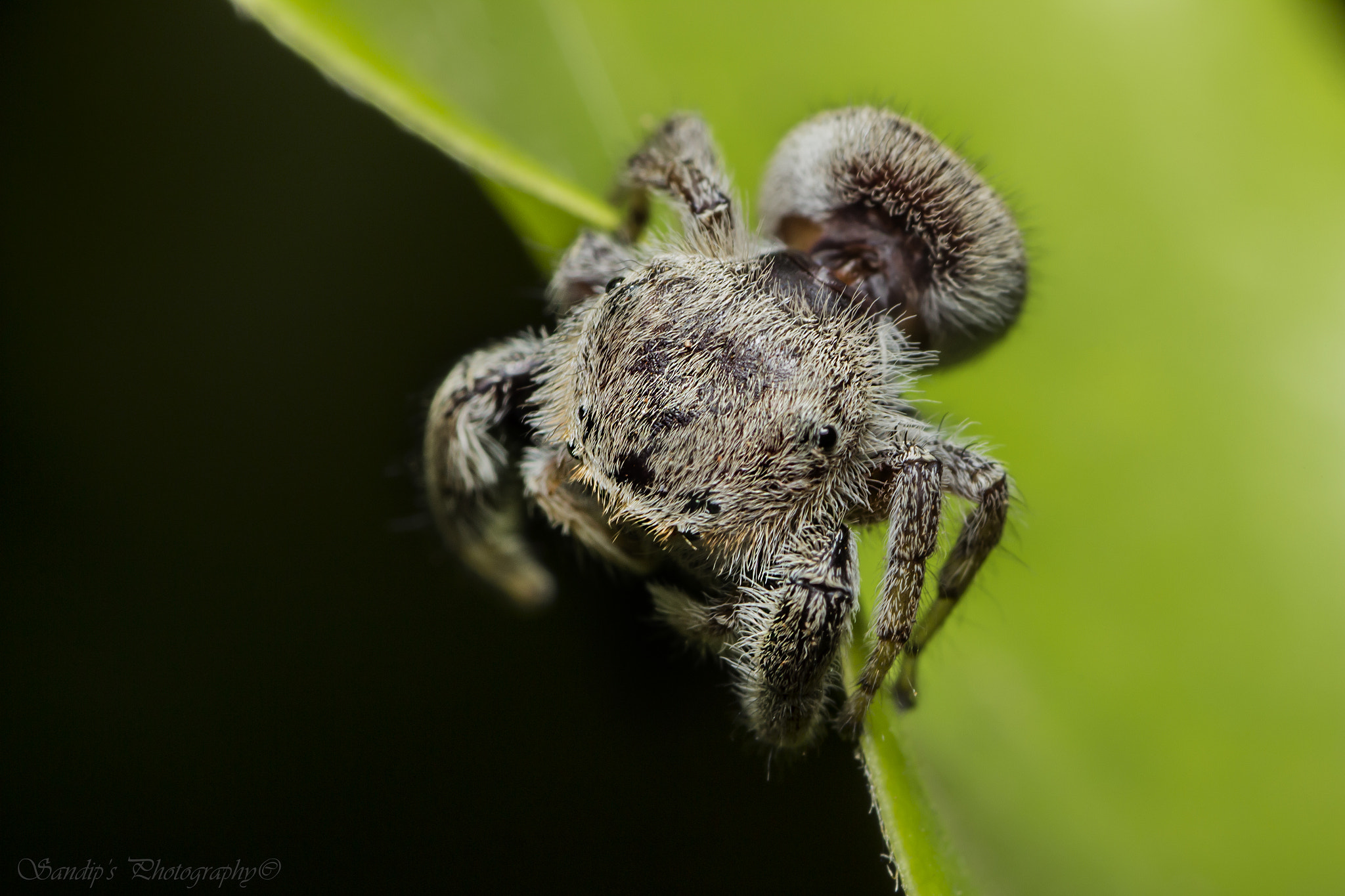 Canon EOS 600D (Rebel EOS T3i / EOS Kiss X5) + Tamron SP AF 90mm F2.8 Di Macro sample photo. Anybody down there????? photography