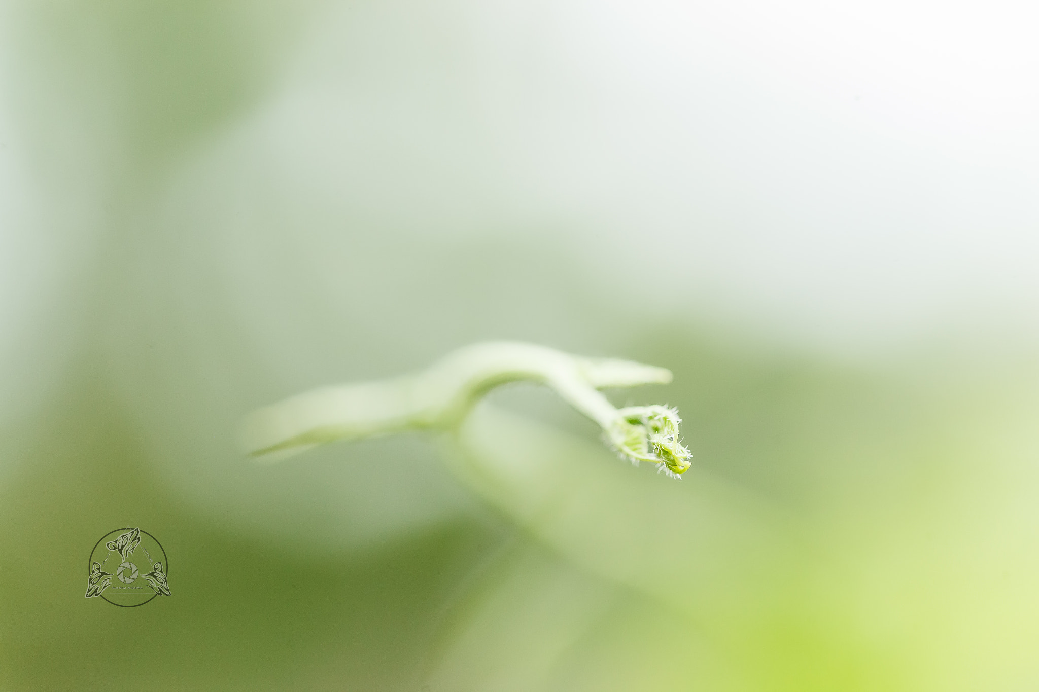 Canon EF 100mm F2.8 Macro USM sample photo. Macro abstracto photography