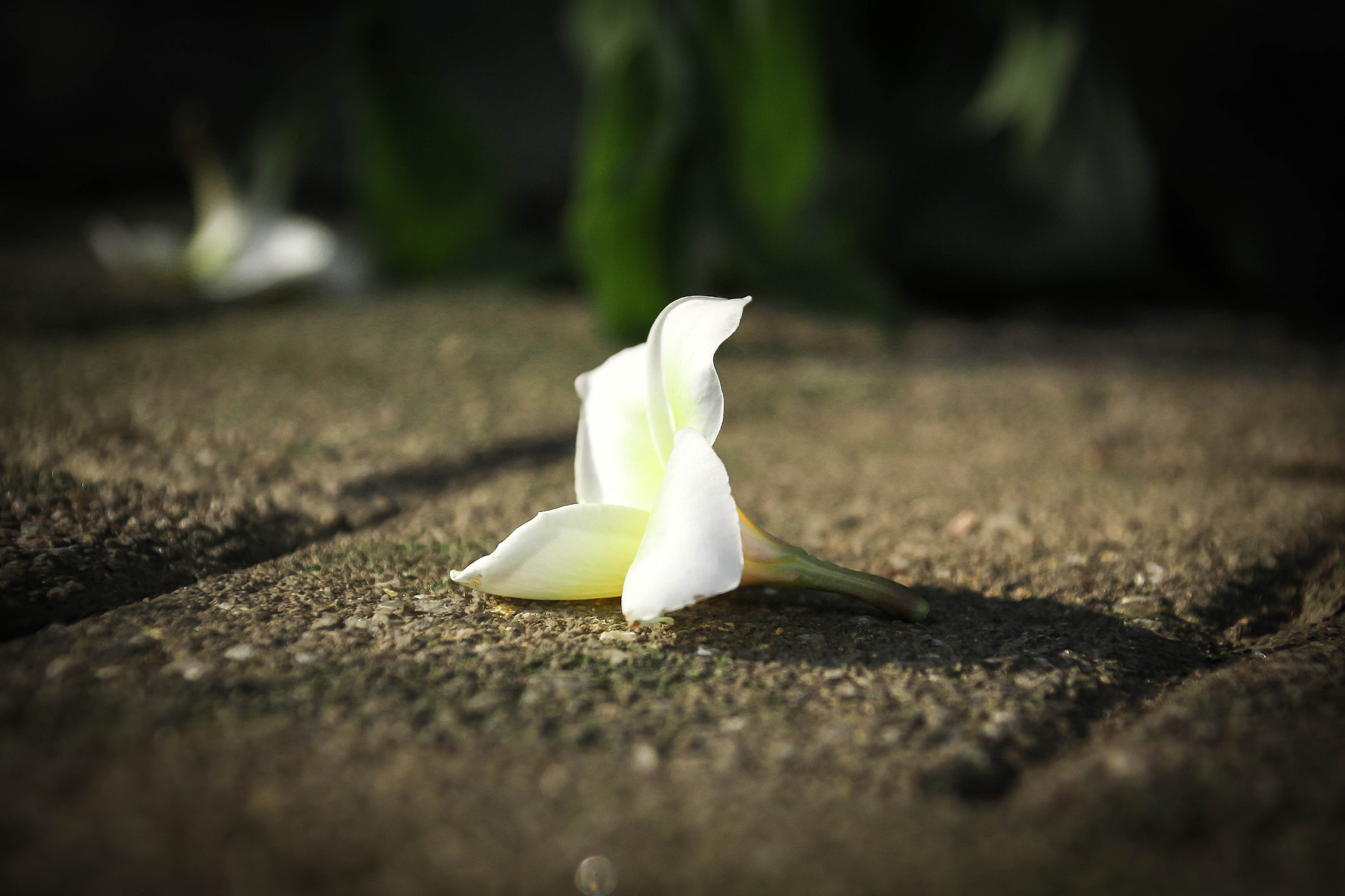 Canon EOS 650D (EOS Rebel T4i / EOS Kiss X6i) + Canon TS-E 90mm F2.8 Tilt-Shift sample photo. Img photography