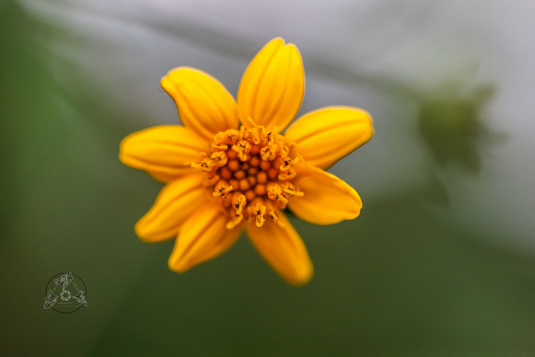 Canon EF 100mm F2.8 Macro USM sample photo. Macro abstracto photography