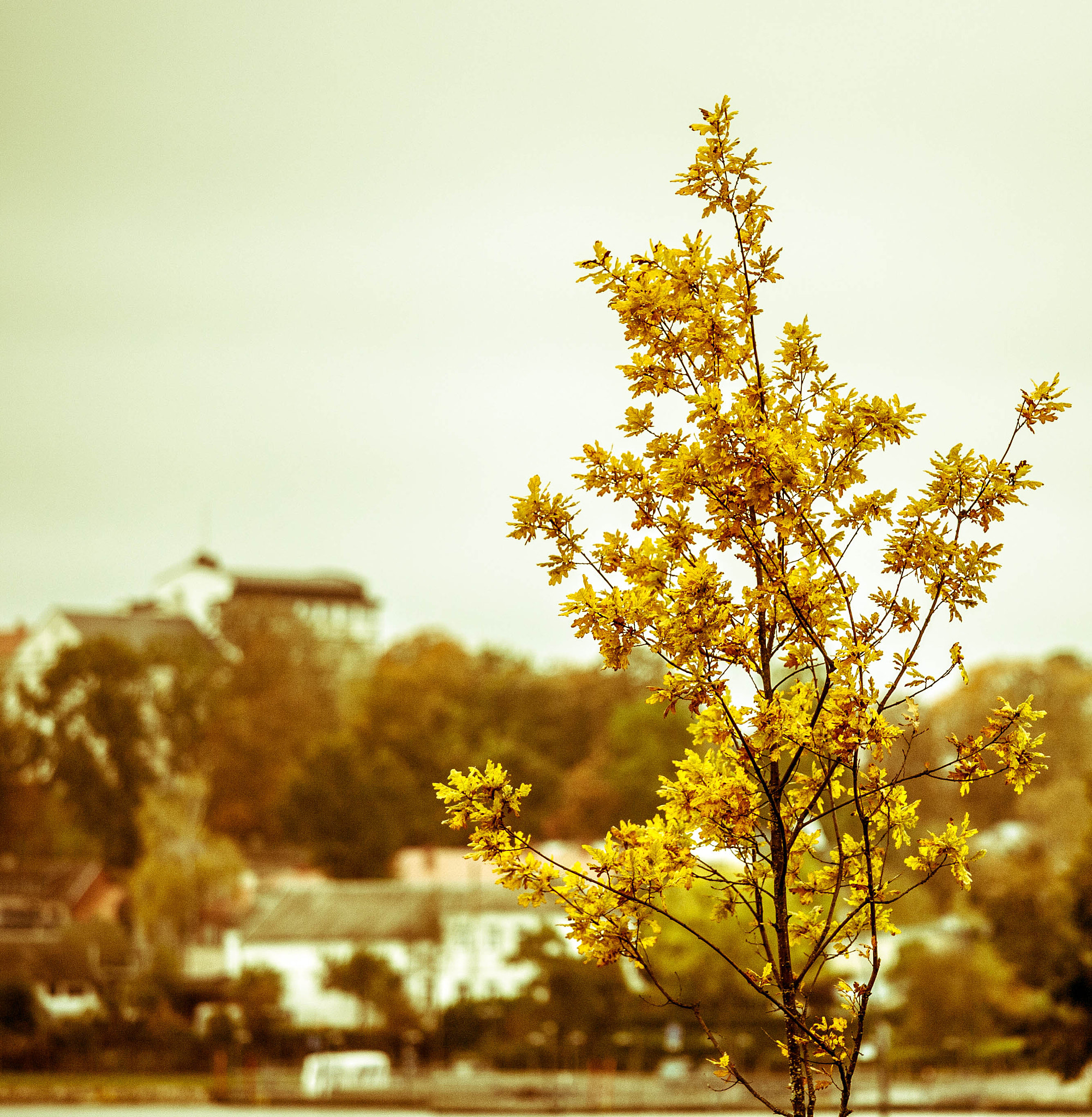 Canon EOS 5D + Canon EF 70-200mm F4L IS USM sample photo. Very autumn photography