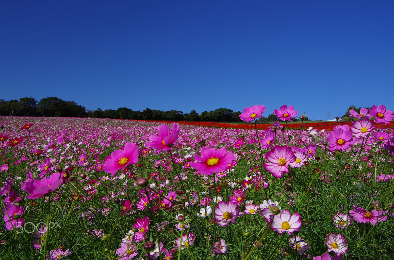 Pentax smc DA 16-45mm F4 ED AL sample photo. Cosmos field photography