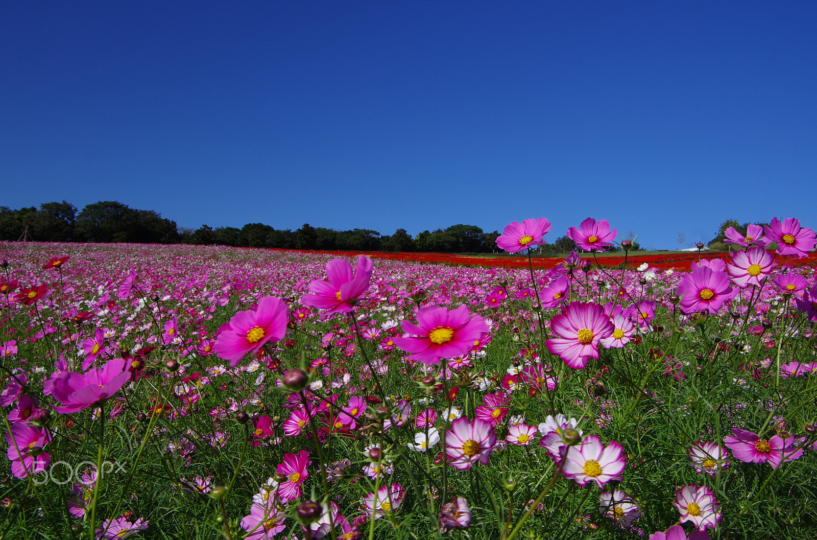 Pentax K-5 IIs sample photo. Cosmos field photography