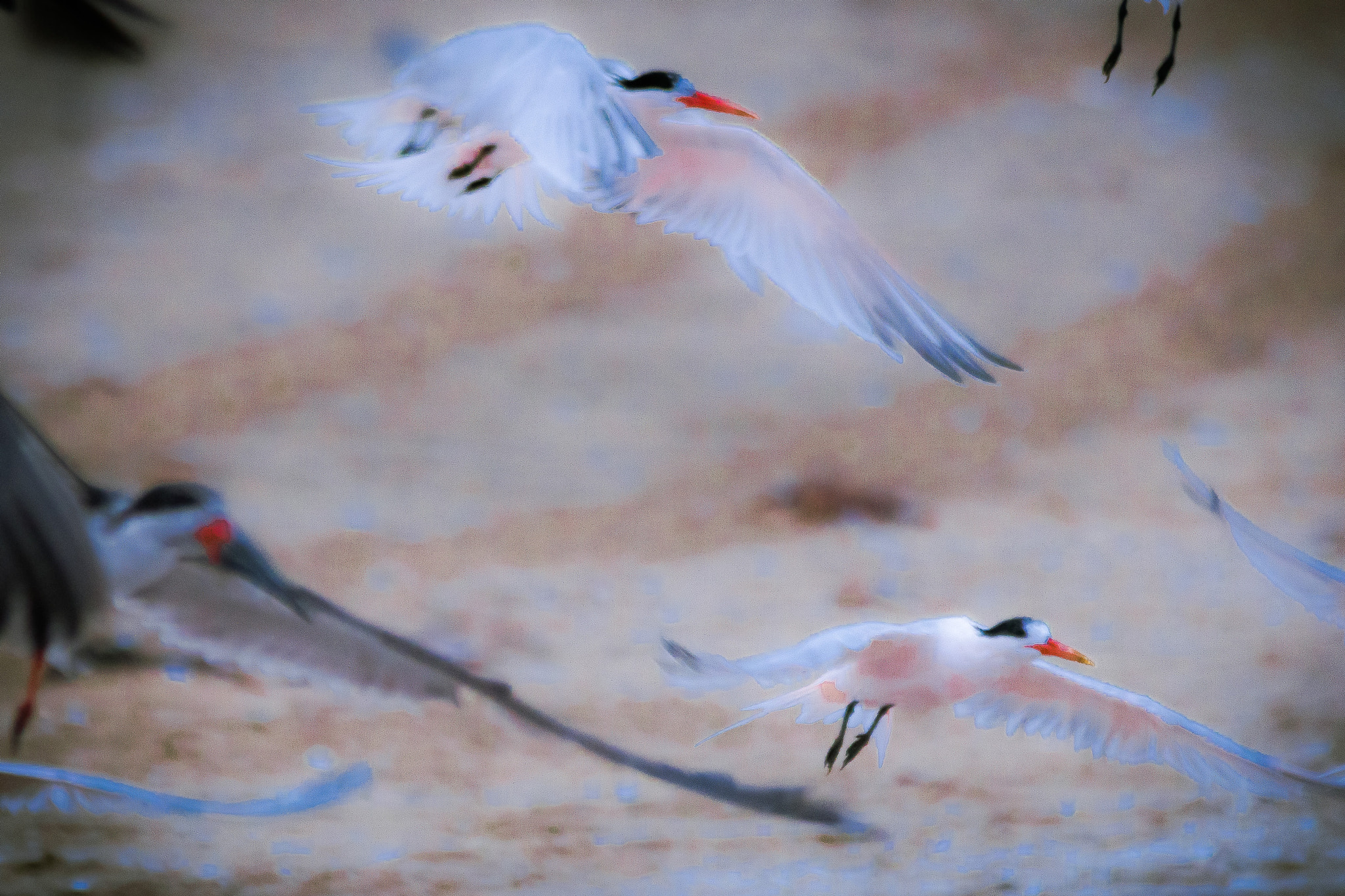 Sigma 150-500mm F5-6.3 DG OS HSM sample photo. Gaviotin elegante photography