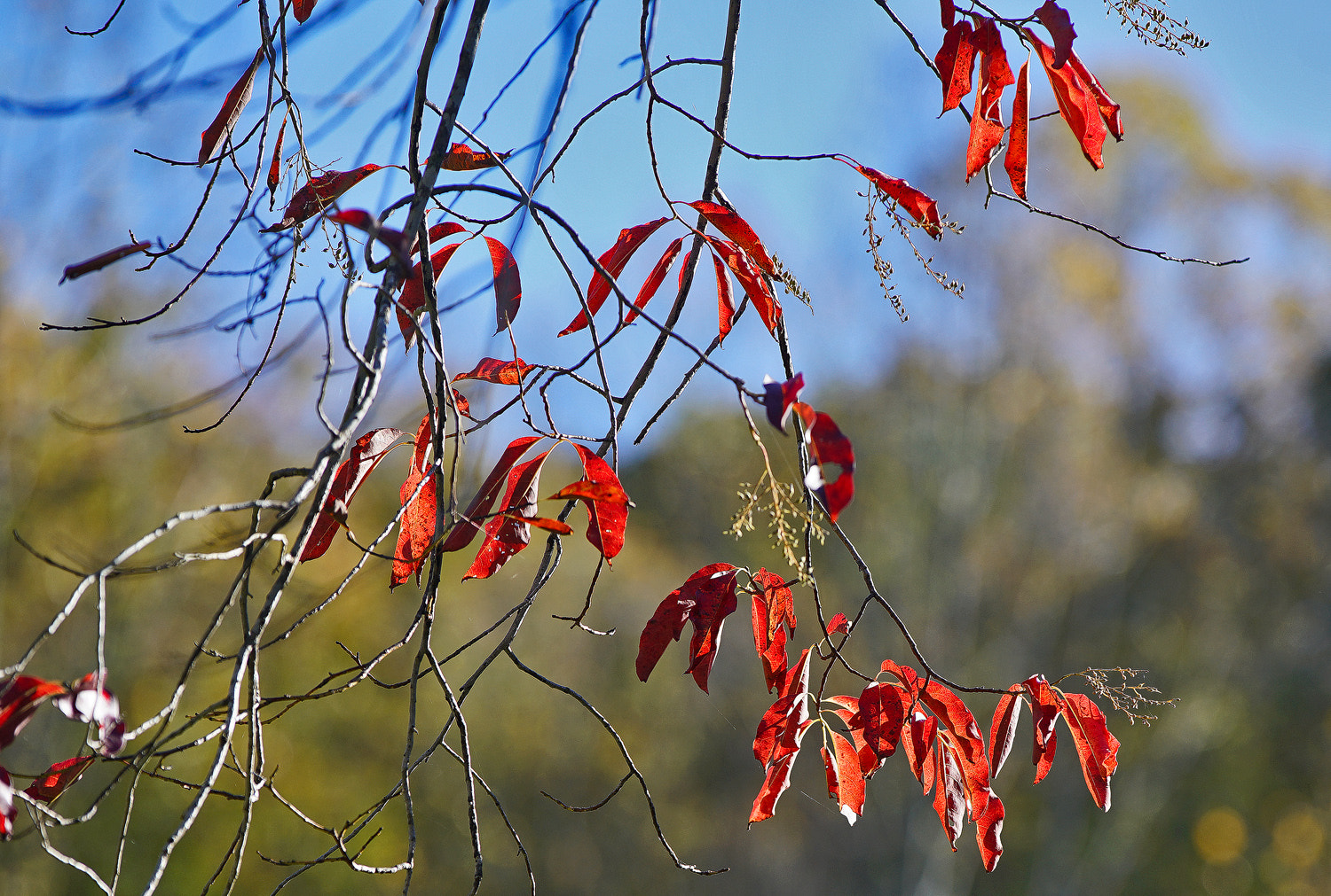 Sony a7R II + 70-200mm F2.8 G SSM OSS II sample photo. Primary colors photography