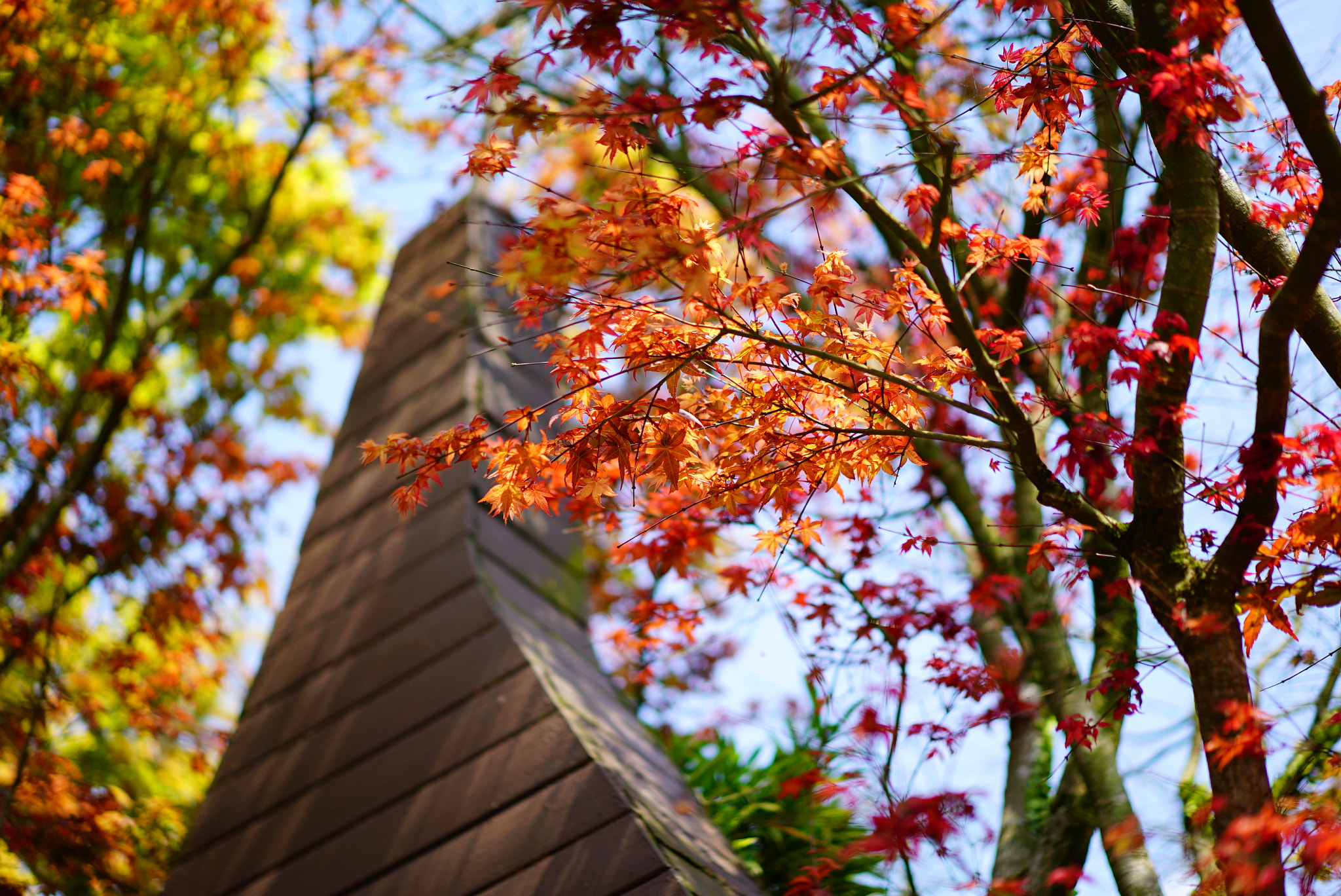 Sony a7S + Sony Sonnar T* FE 55mm F1.8 ZA sample photo. Maple photography