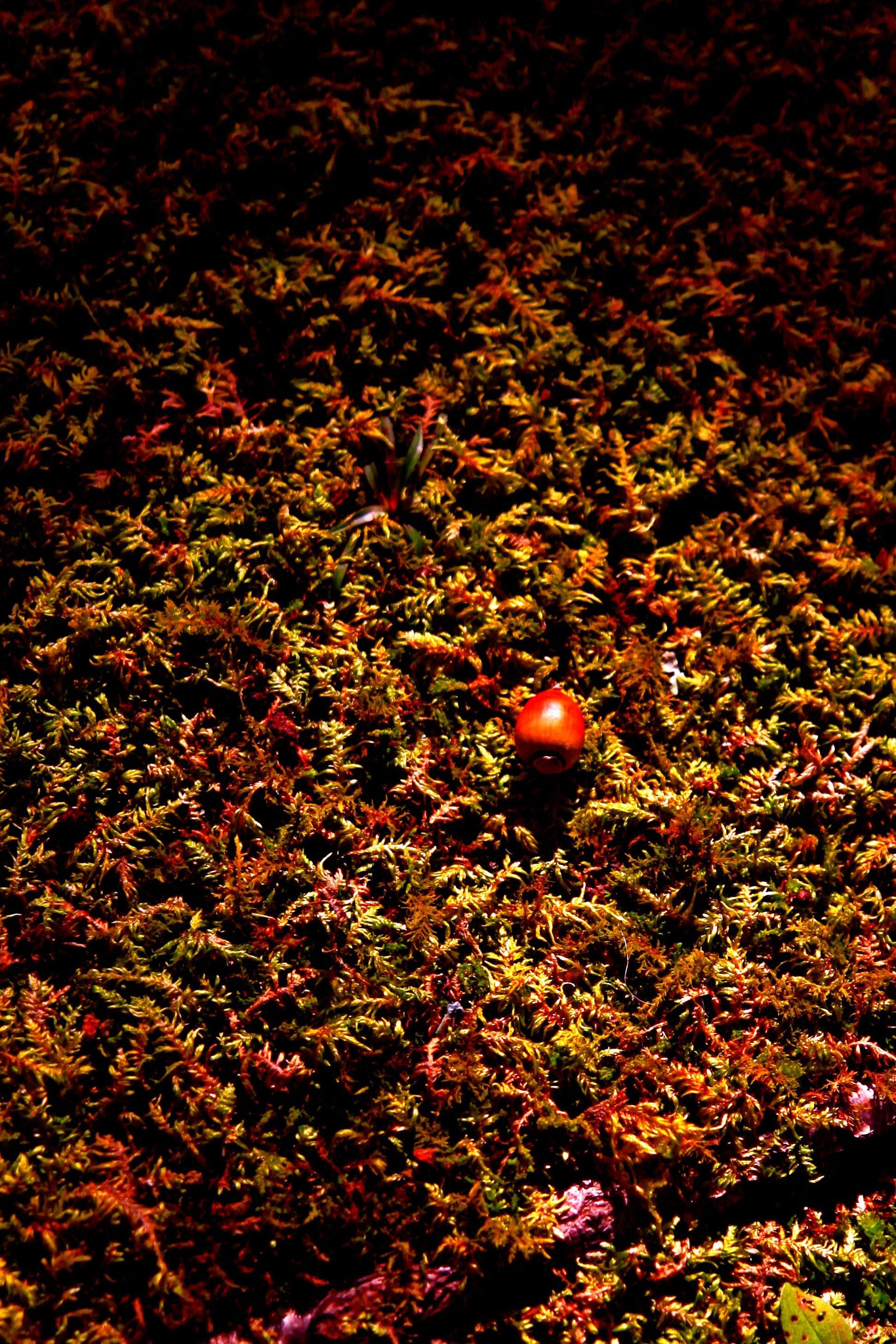 Tamron SP AF 17-50mm F2.8 XR Di II LD Aspherical (IF) sample photo. Carpet photography