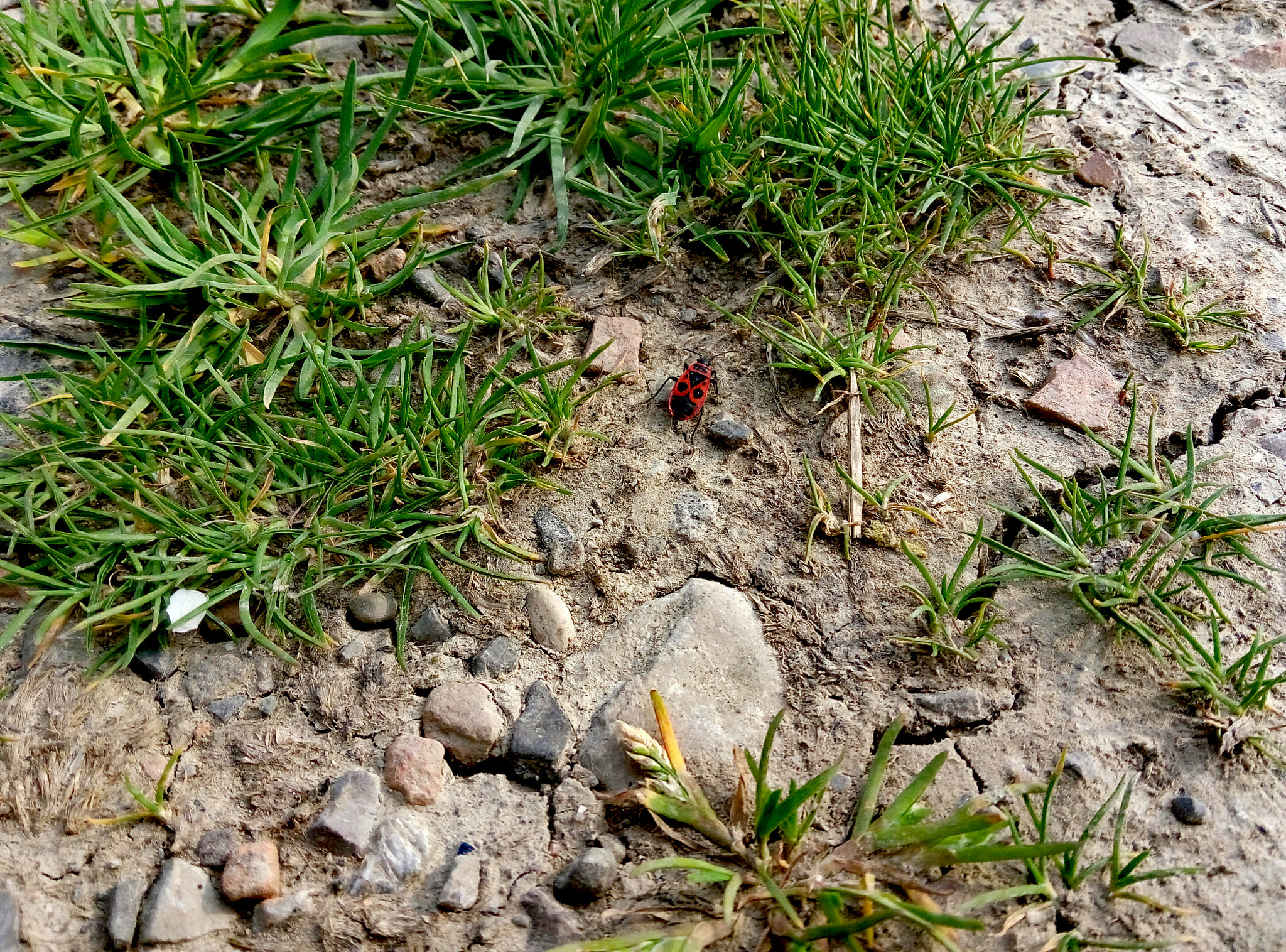 Meizu m1 note sample photo