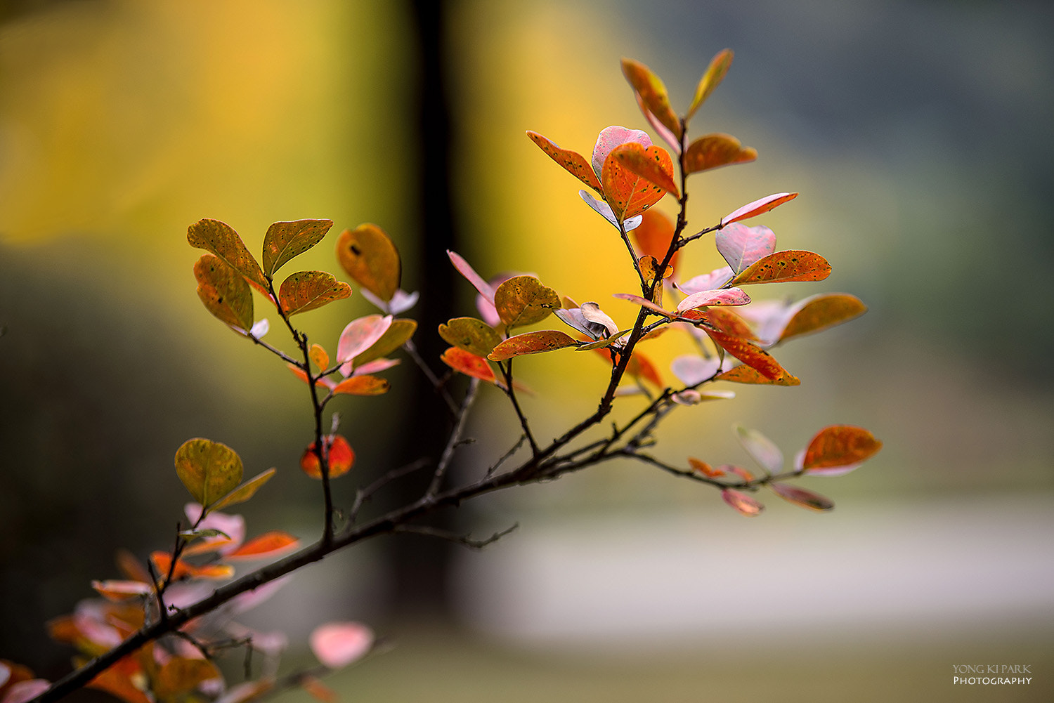 Pentax K-1 sample photo. Autumn light on small leaves photography