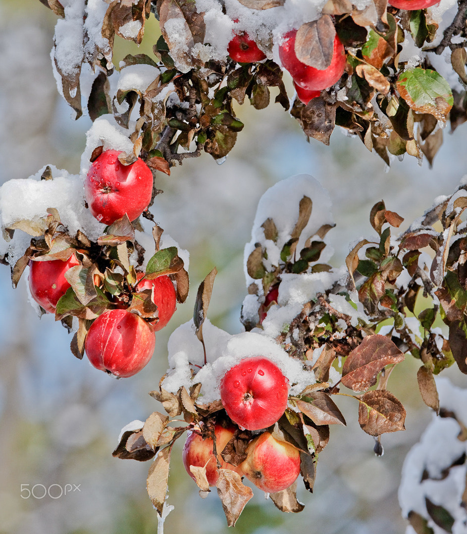 Canon EF 300mm F2.8L IS USM sample photo