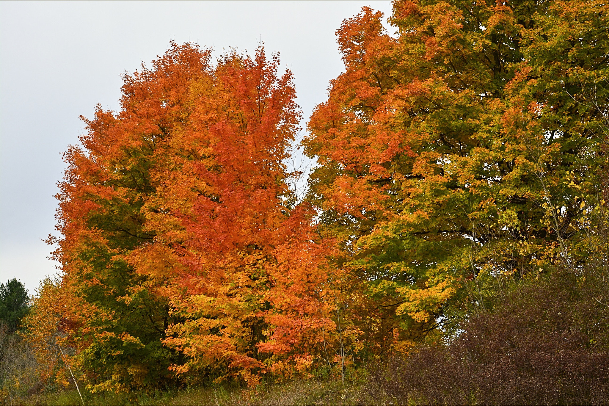 Nikon AF-S Nikkor 24-120mm F4G ED VR sample photo. Autumn photography