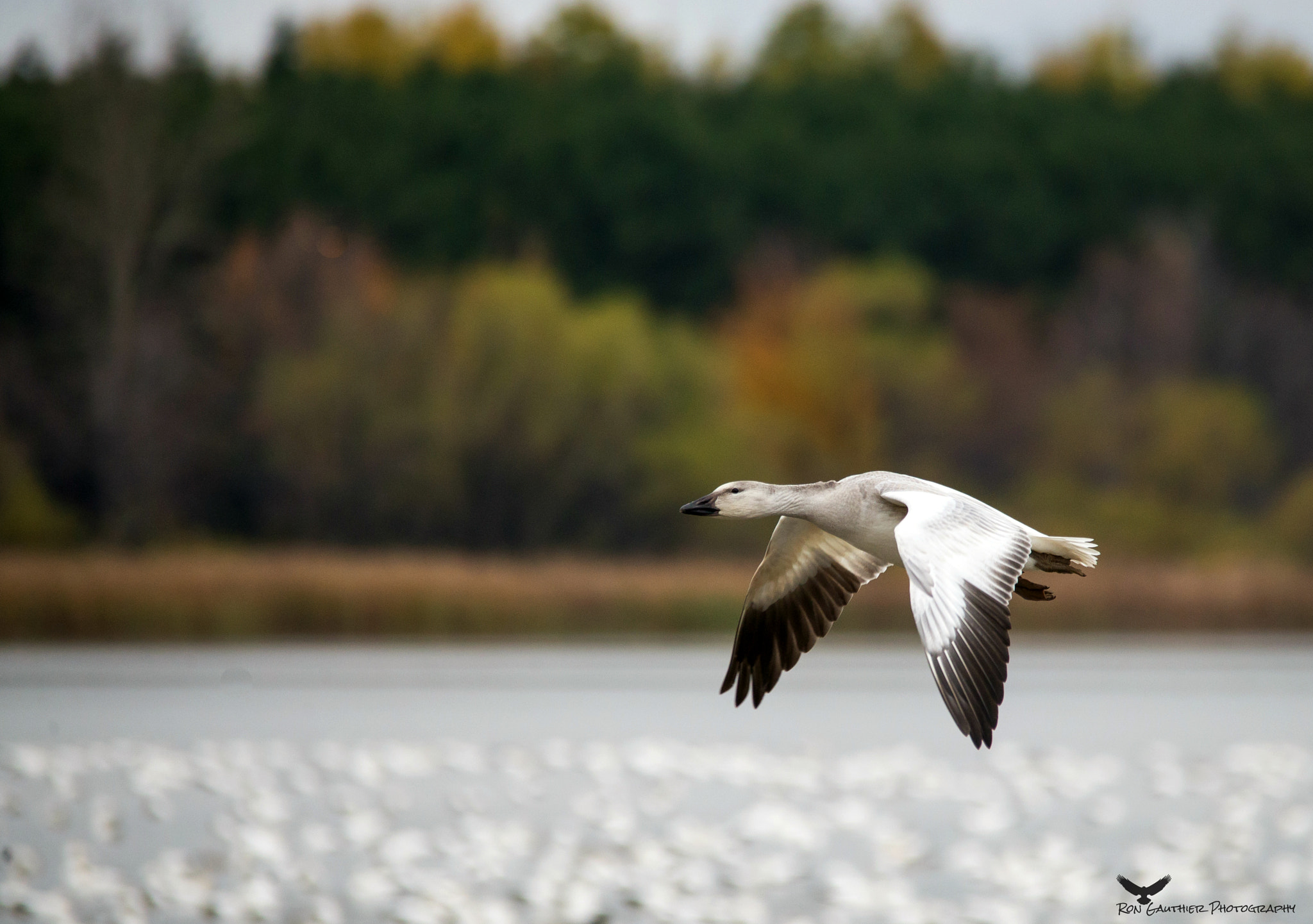 Sigma 150-500mm F5-6.3 DG OS HSM sample photo. Flight ! photography