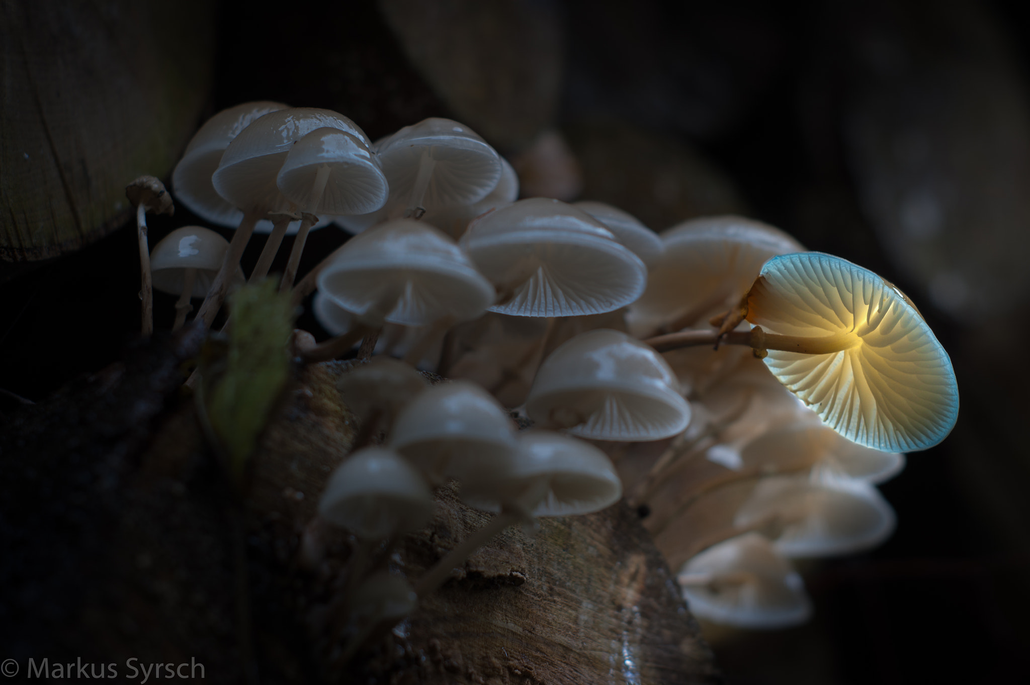 Sony Alpha DSLR-A350 + Minolta AF 50mm F1.7 sample photo. My 1st glowing mushroom photography