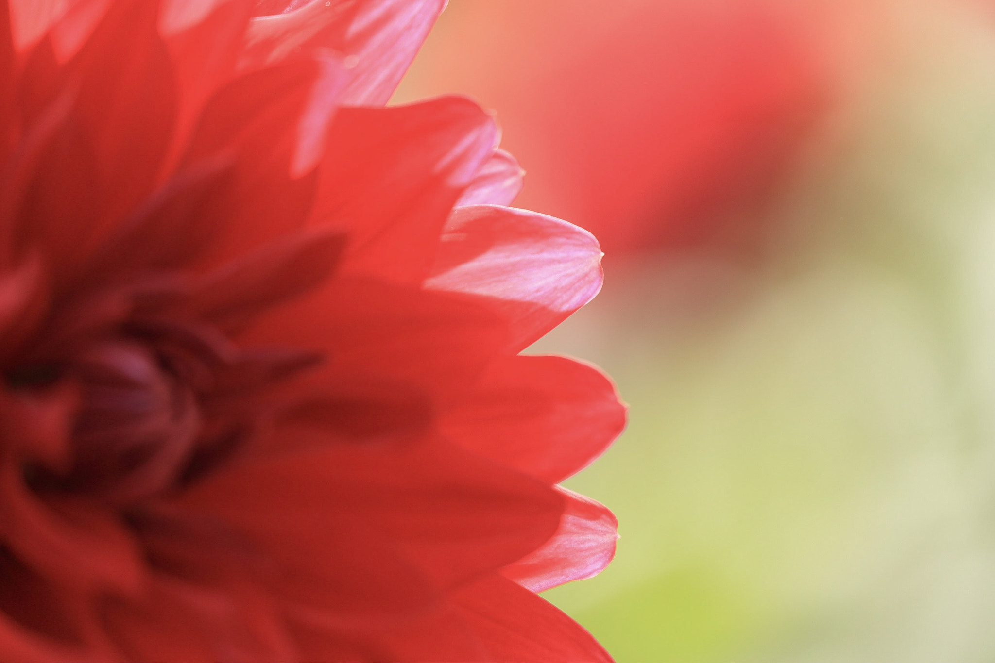 Canon EOS-1D X Mark II sample photo. Dahlia photography