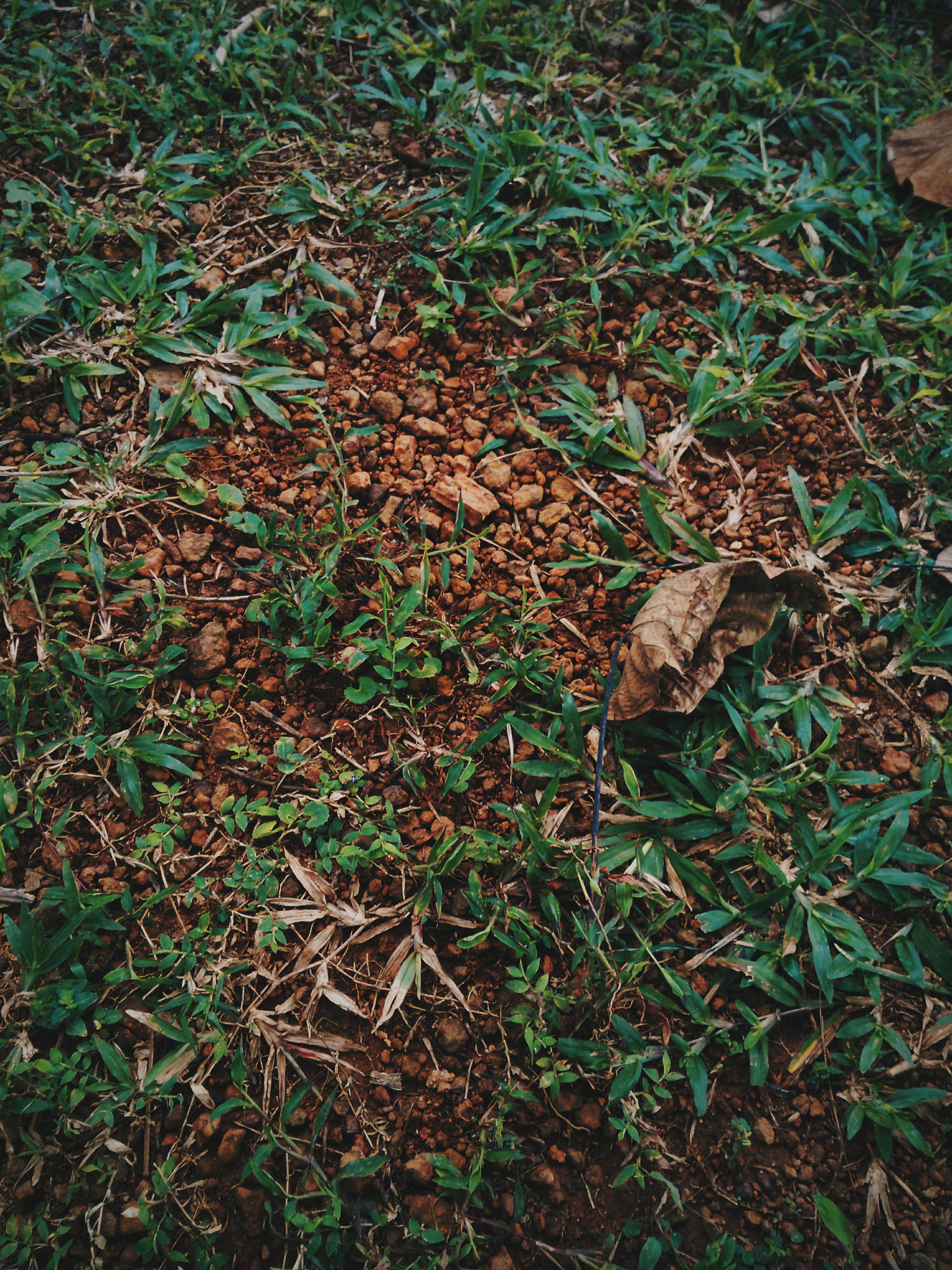 HUAWEI Che1-L04 sample photo