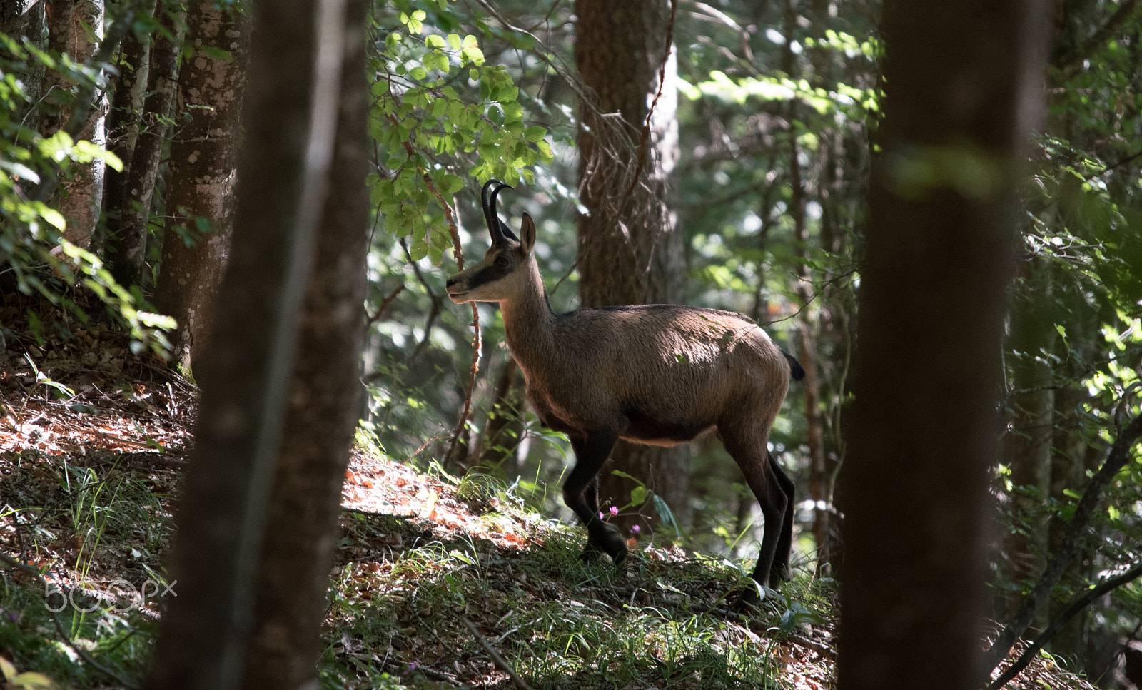 Sigma 120-400mm F4.5-5.6 DG OS HSM sample photo. Chamois photography