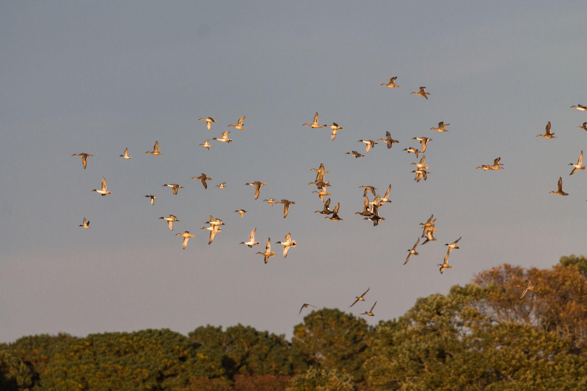 Canon EF 100-400mm F4.5-5.6L IS USM sample photo. Flock of northern pintails photography