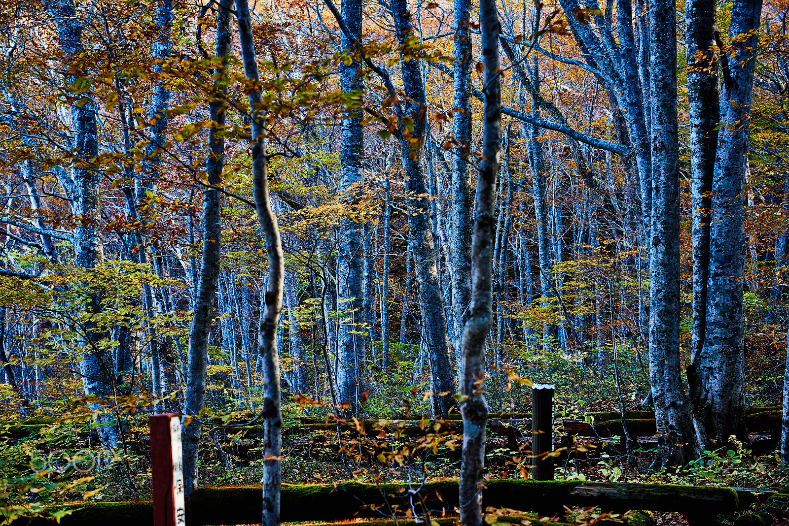 Nikon AF-S Nikkor 24-70mm F2.8G ED sample photo. White birch of early morning photography