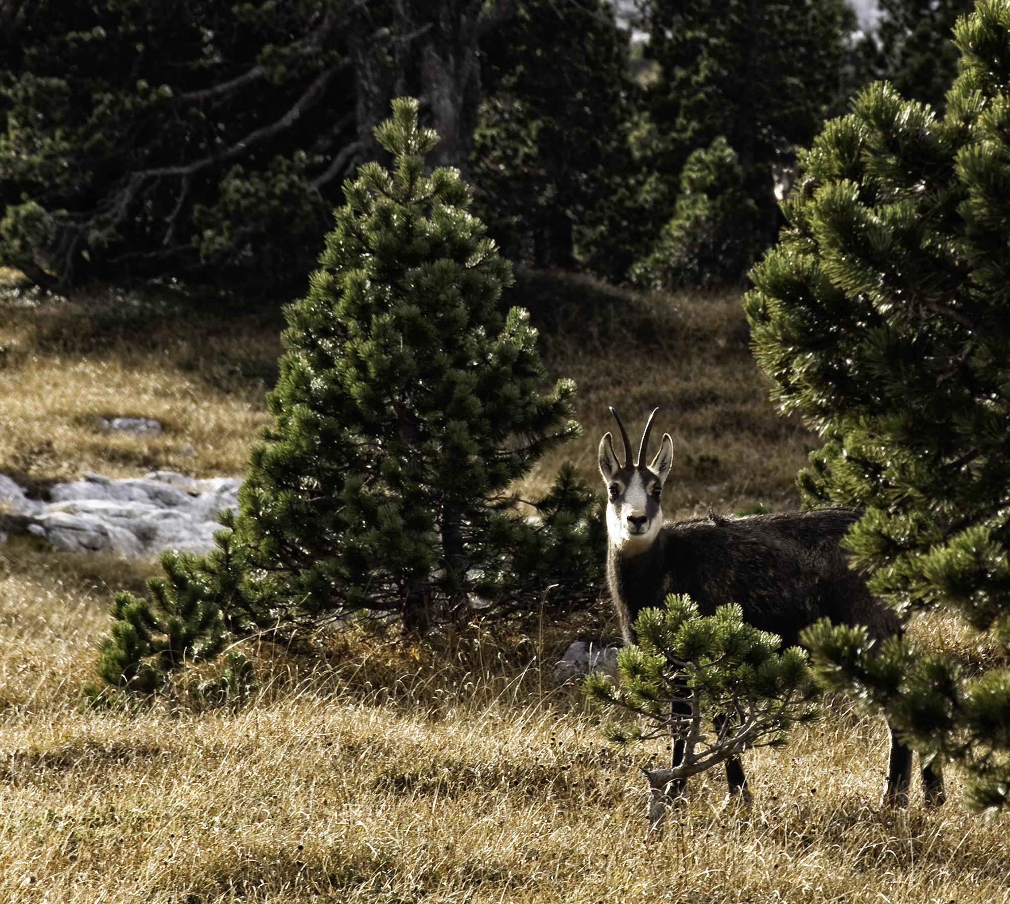 Canon EF-S 55-250mm F4-5.6 IS II sample photo. Chamois photography