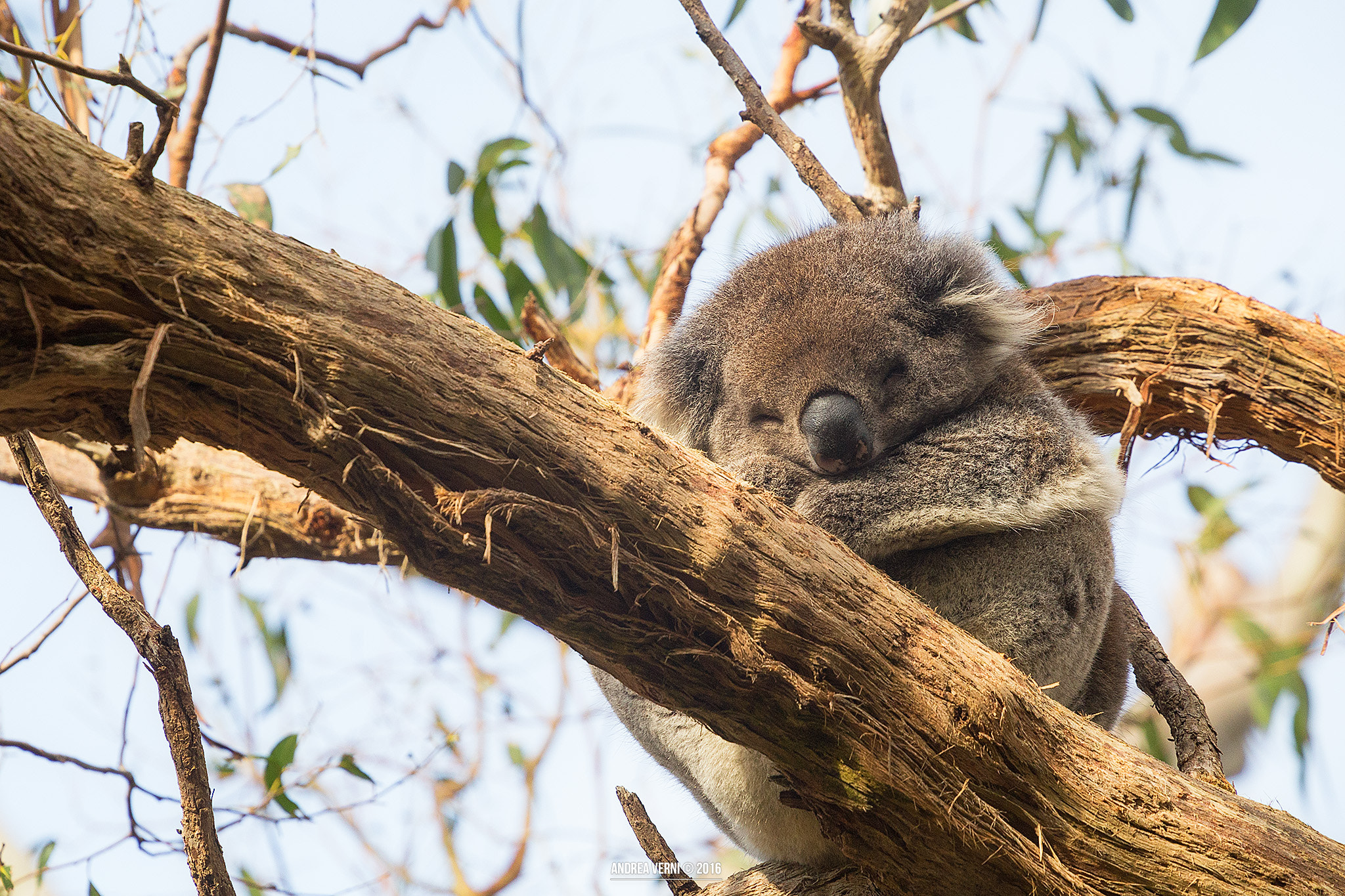 Canon EOS 6D sample photo. Great ocean road photography