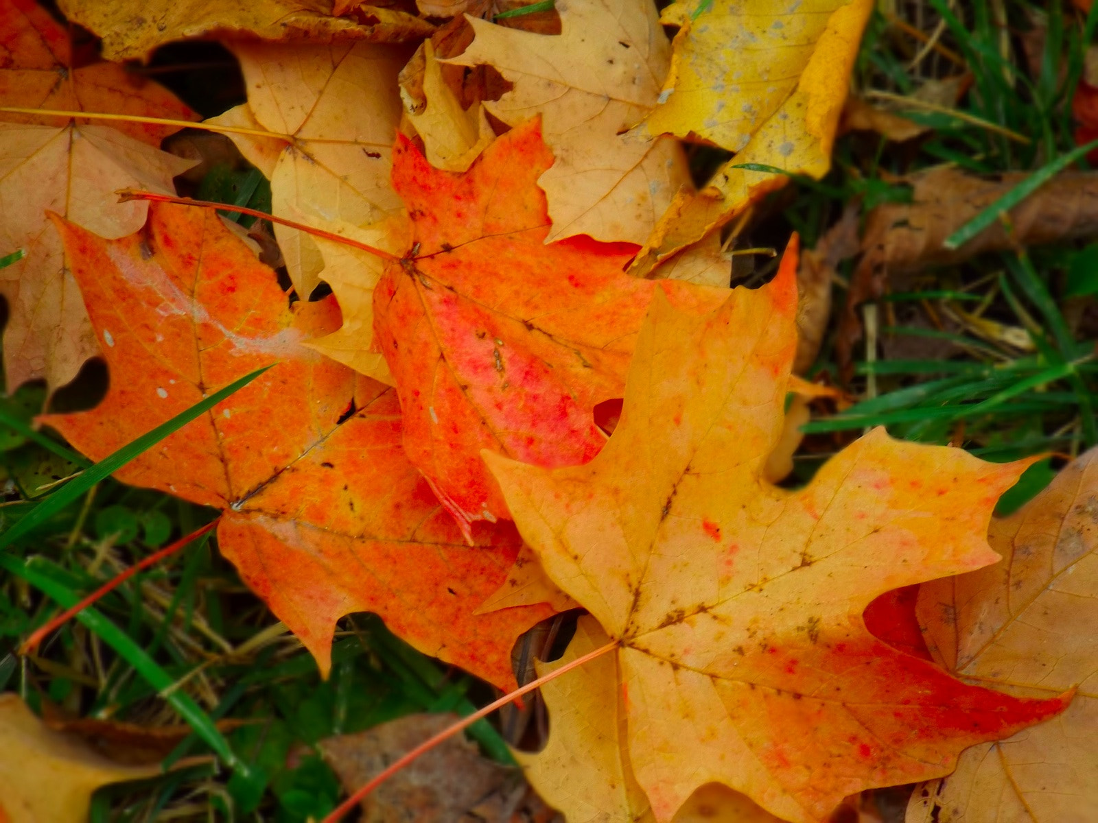 Fujifilm FinePix S4830/Walmart sample photo. Leaf photography